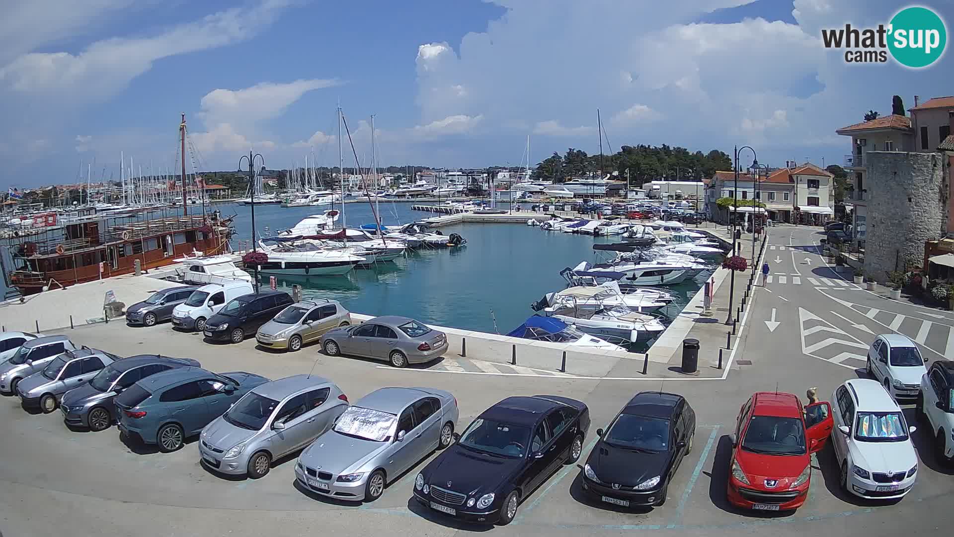 Novigrad | Porporela marina