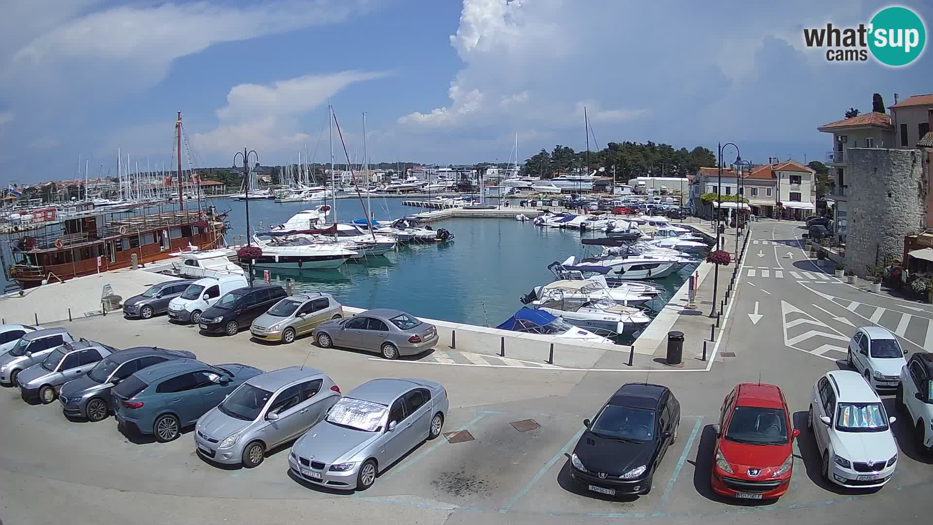 Novigrad | Porporela marina