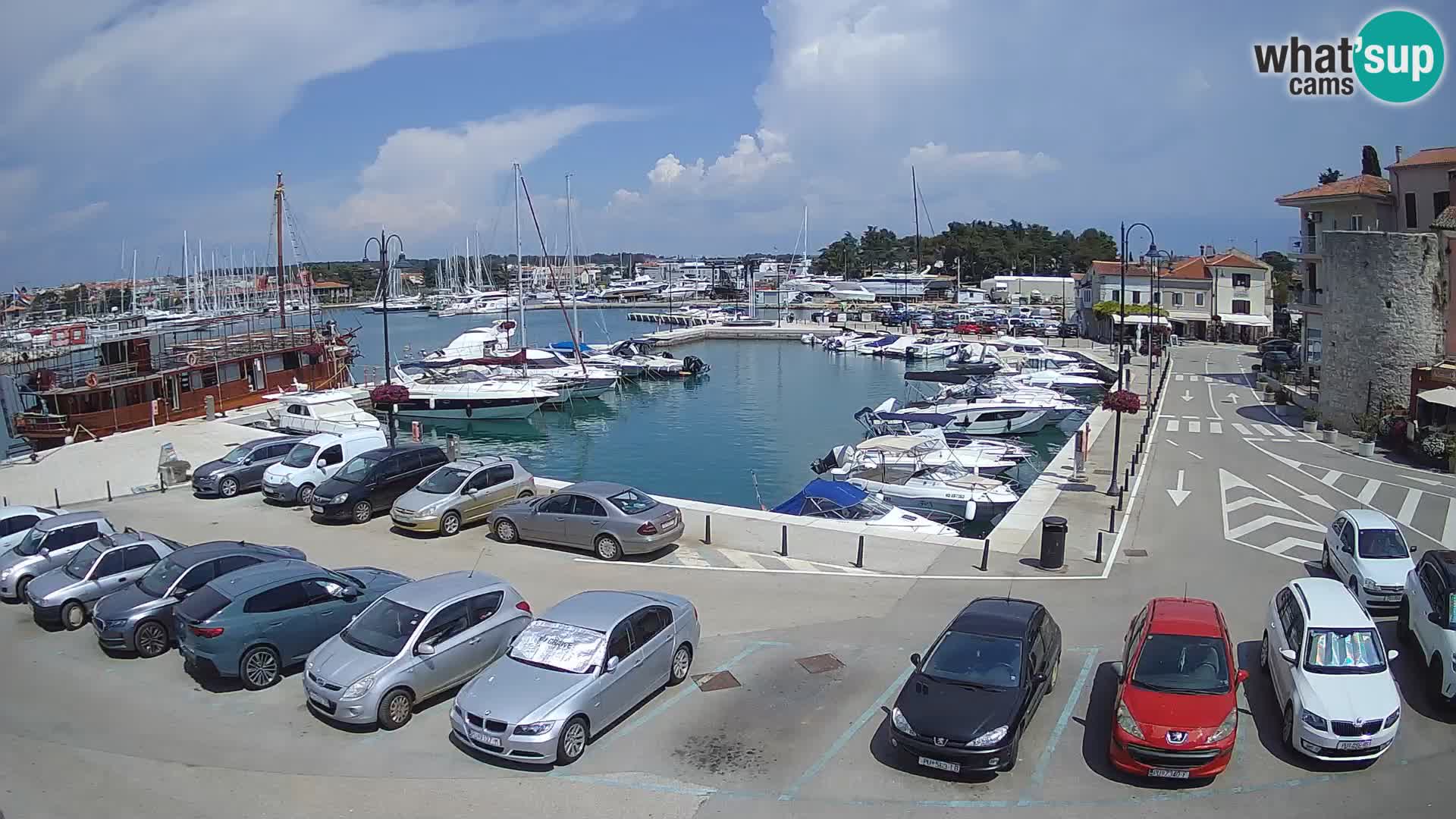 Novigrad | Porporela marina