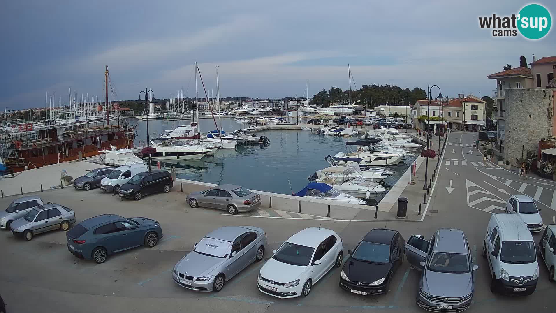 Novigrad | Porporela marina