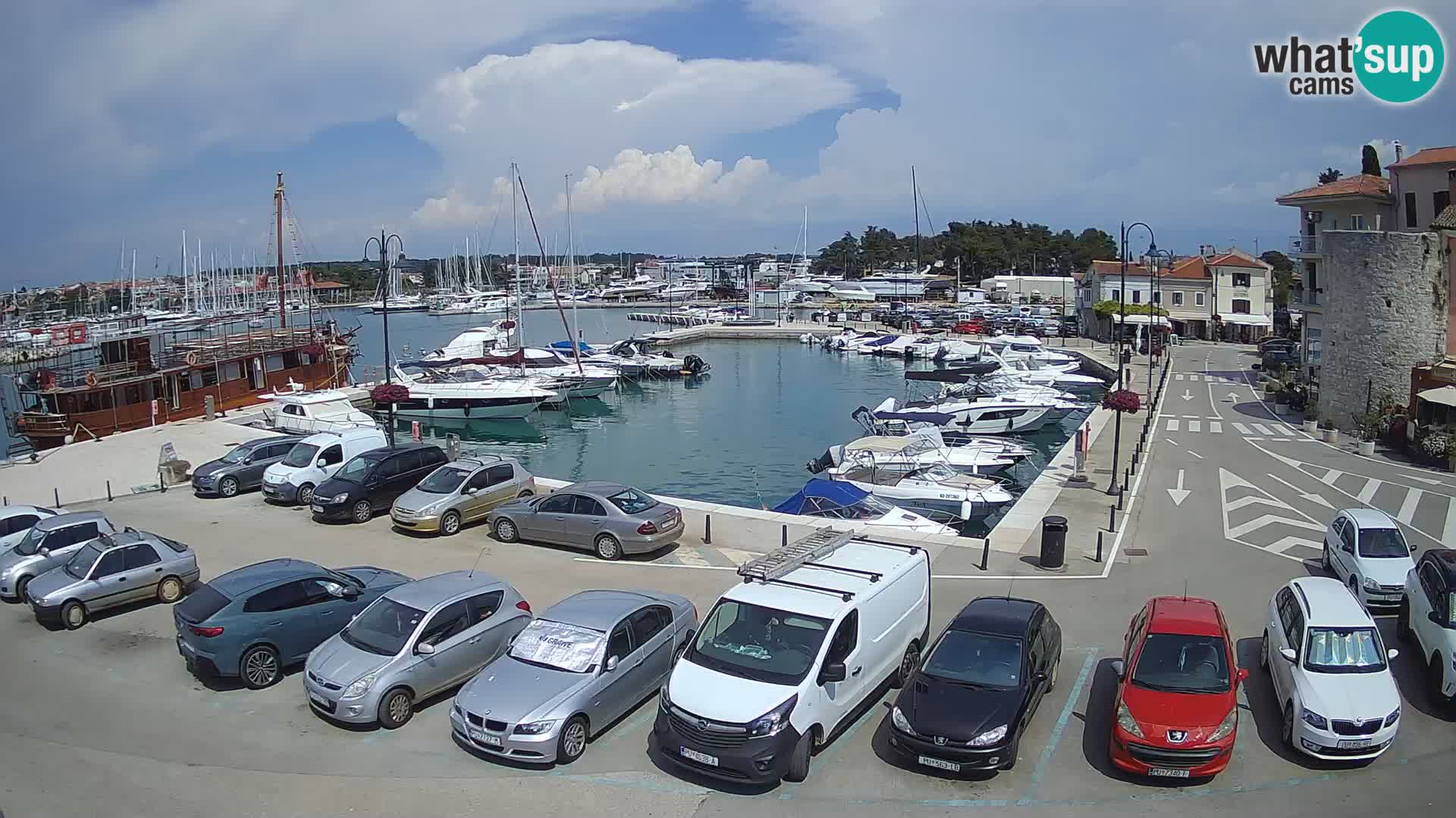 Novigrad | Porporela marina