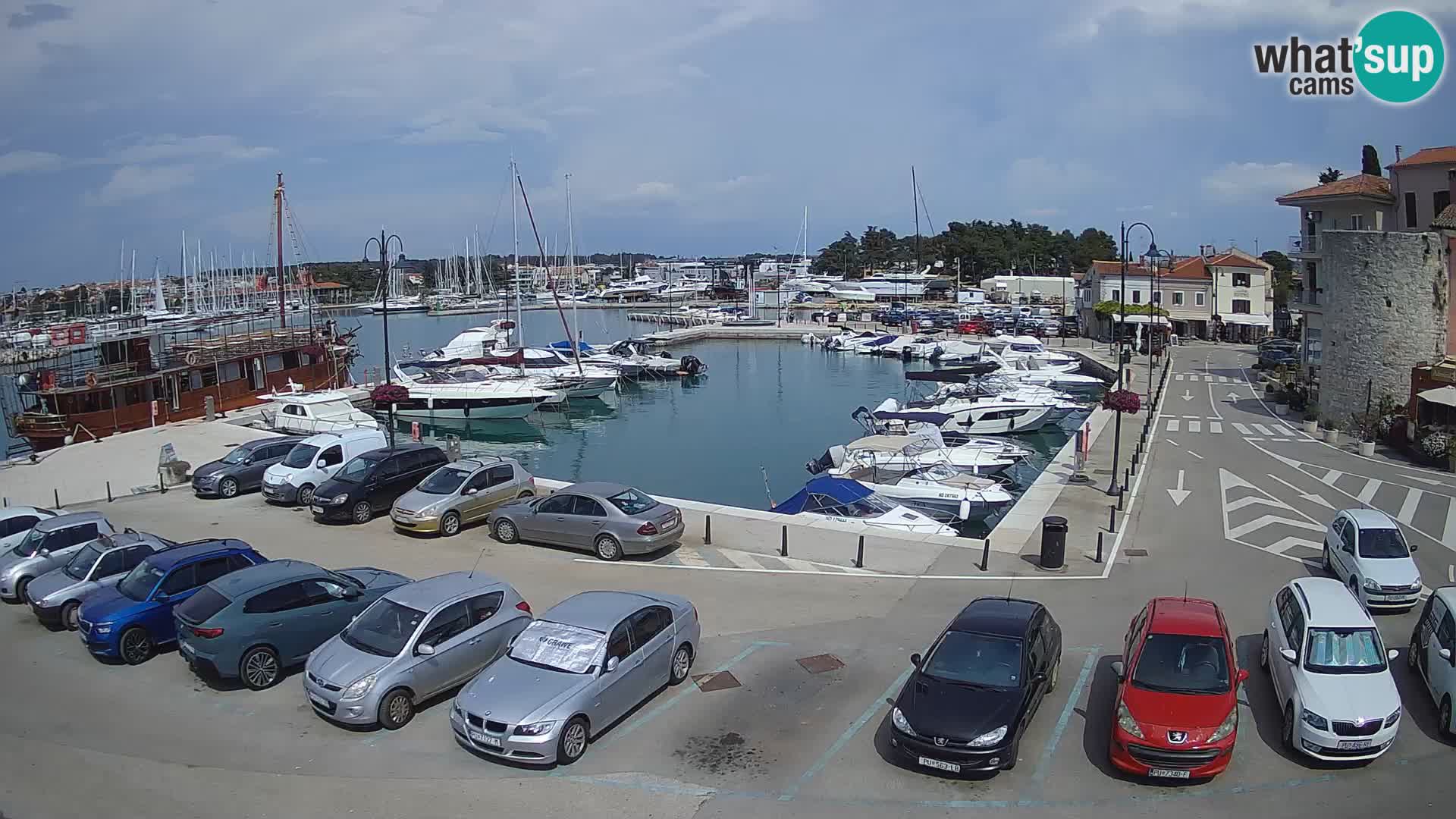 Novigrad | Porporela marina