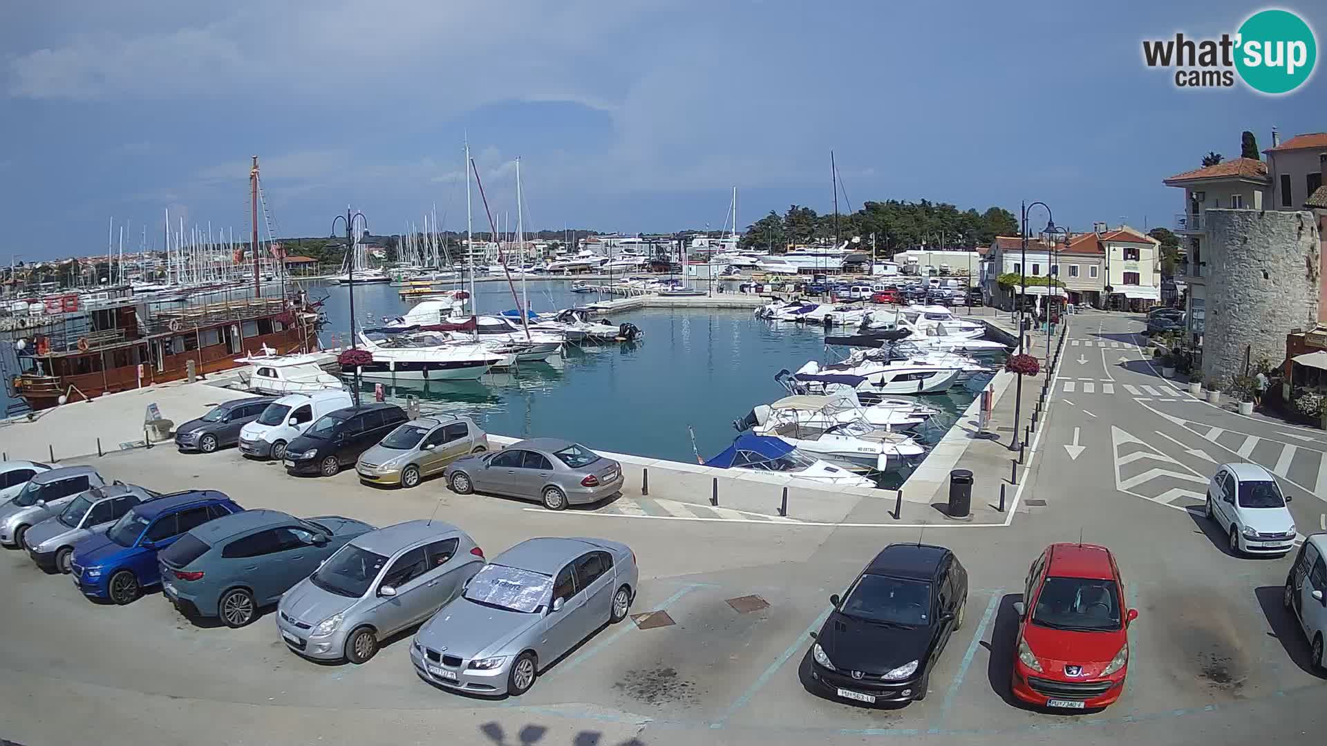 Novigrad | Porporela marina