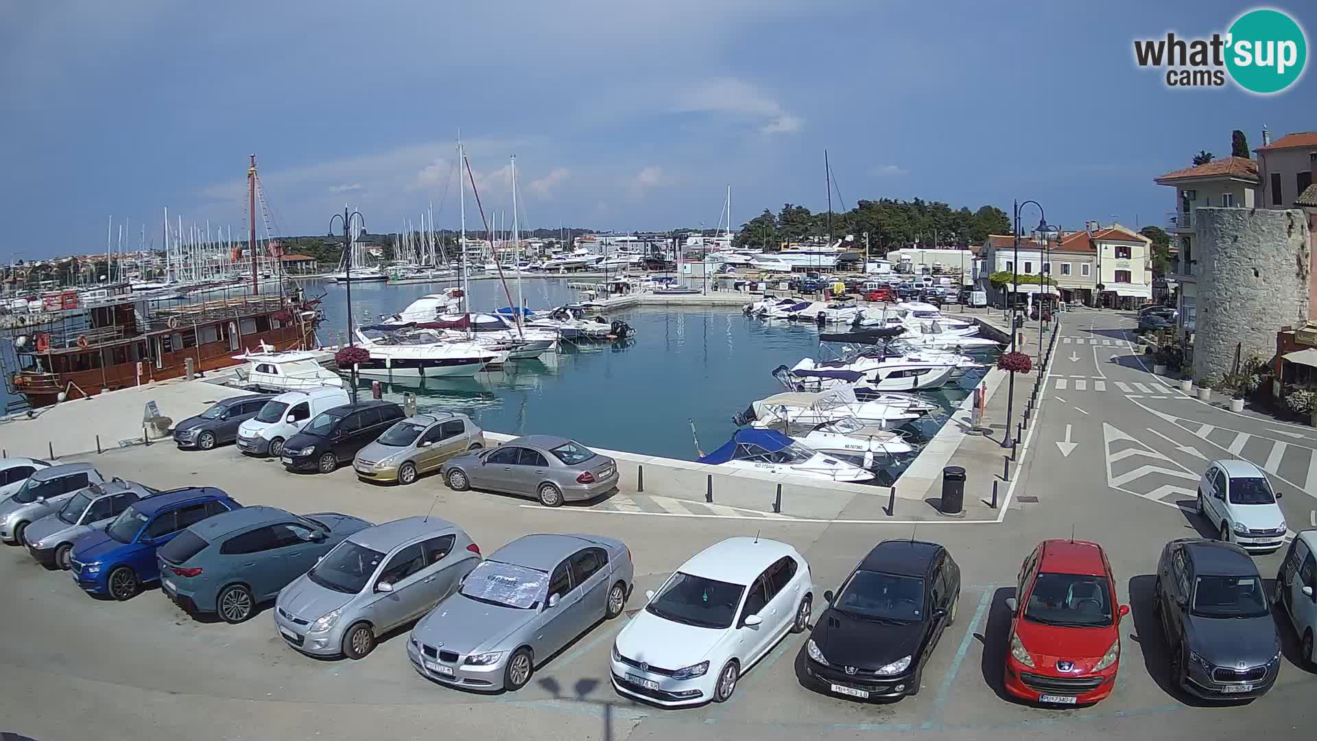 Novigrad | Porporela marina