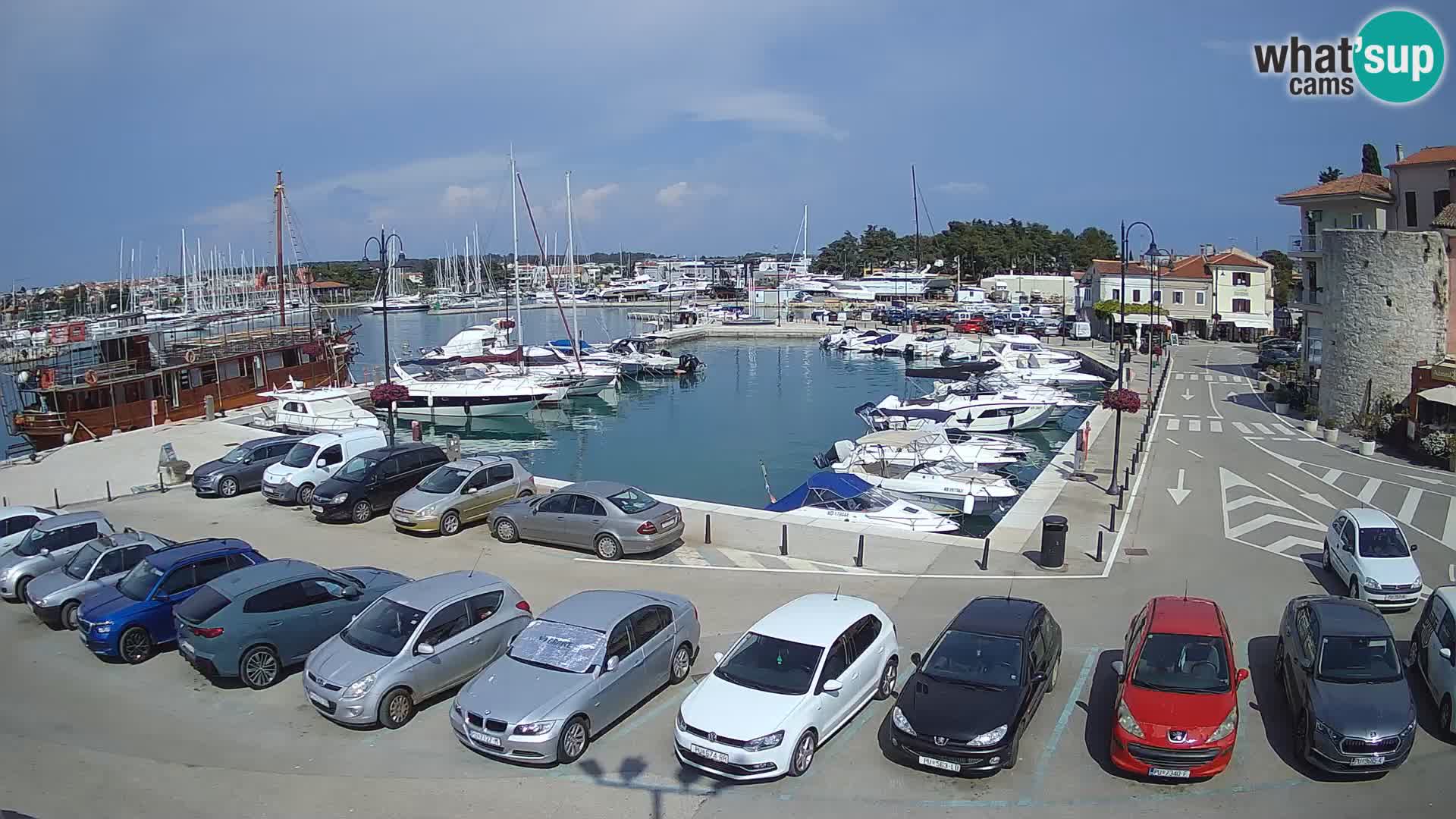 Novigrad | Porporela marina
