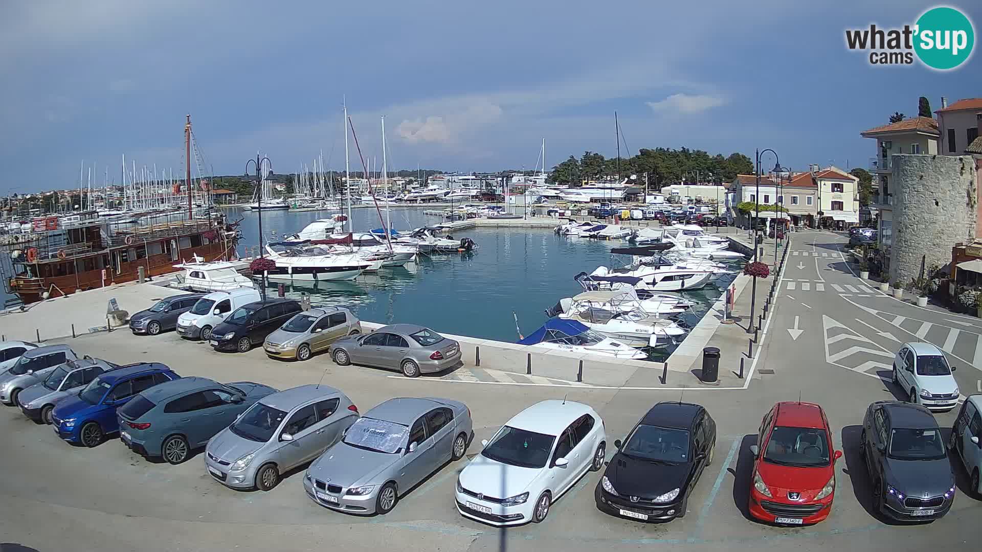 Novigrad | Porporela marina