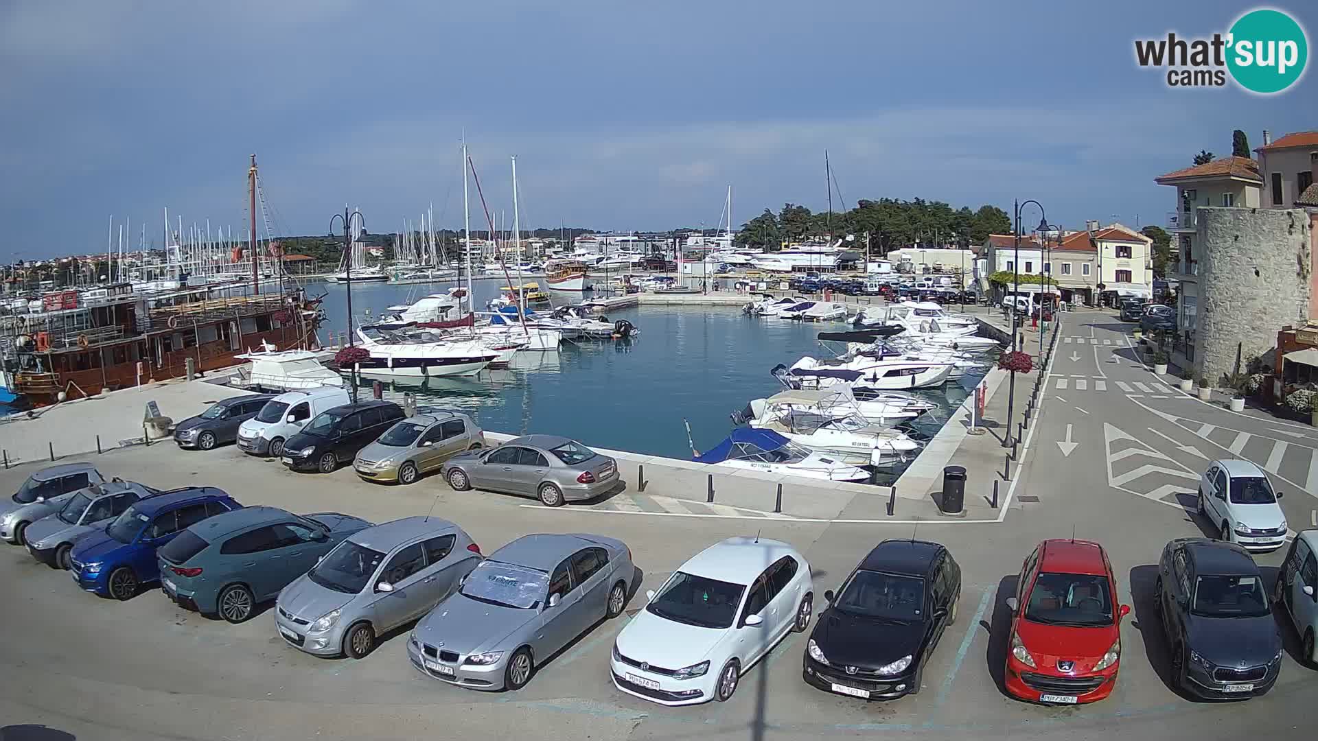 Novigrad | Porporela marina