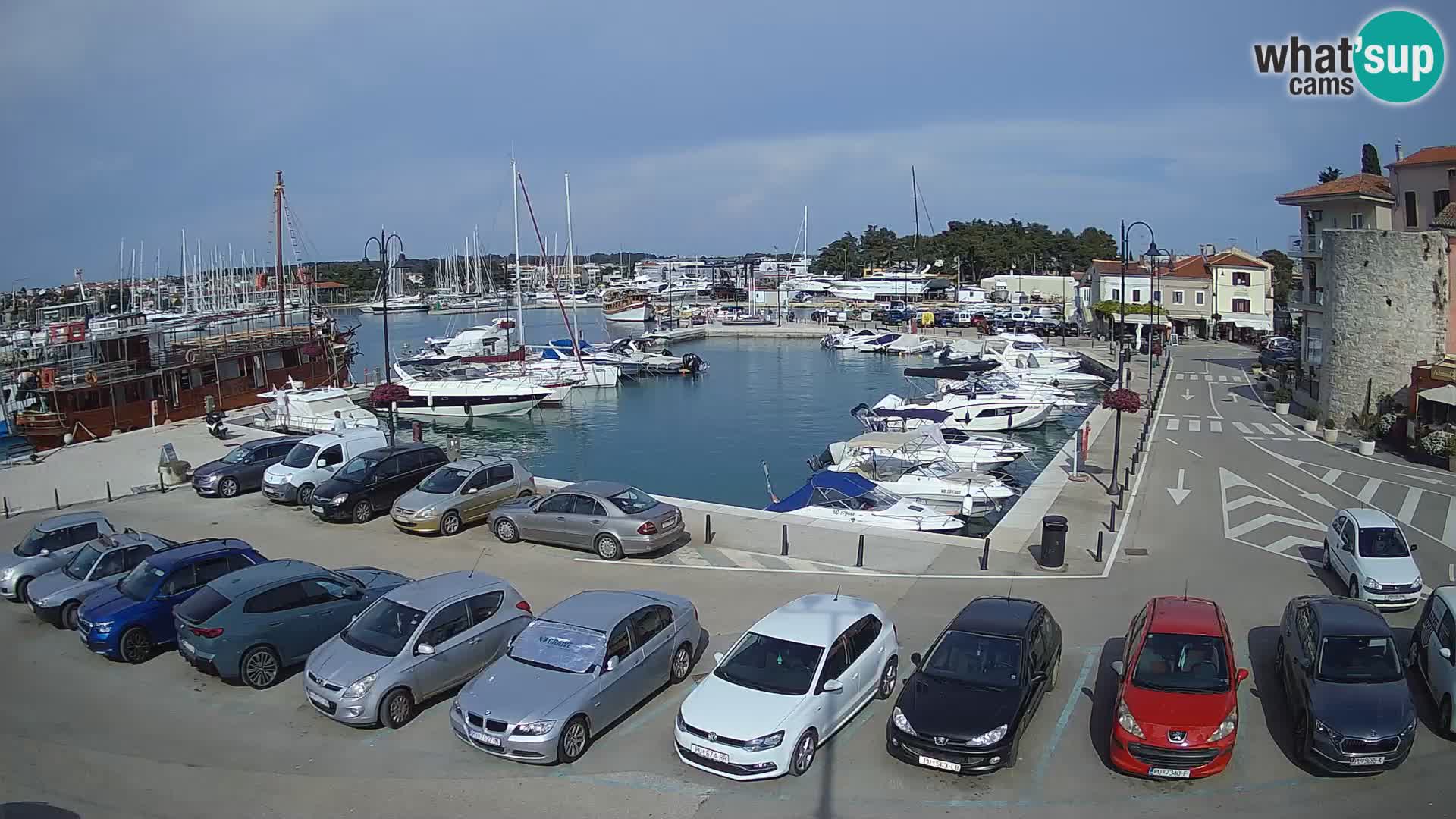 Novigrad | Porporela marina
