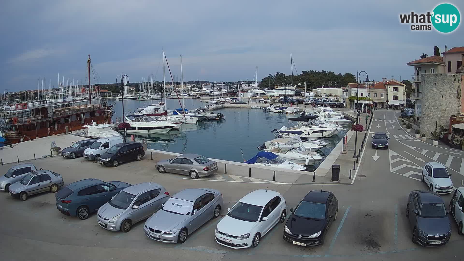 Novigrad | Porporela marina