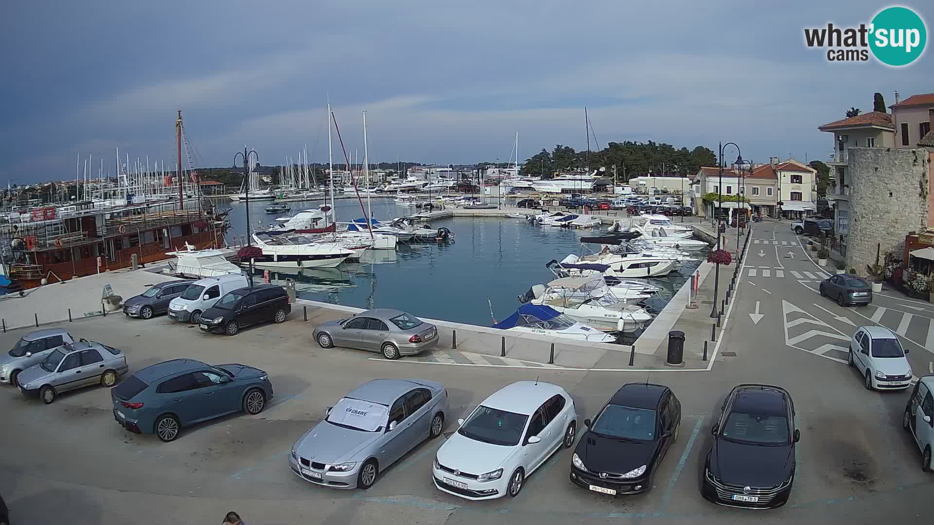 Novigrad | Porporela marina