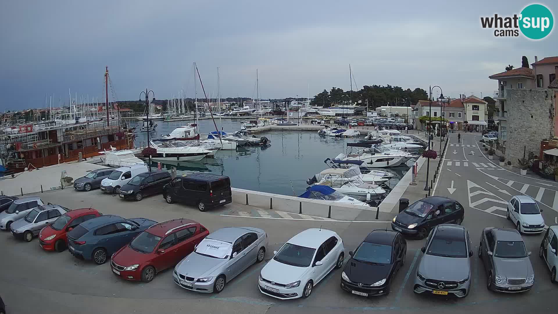 Novigrad | Porporela marina