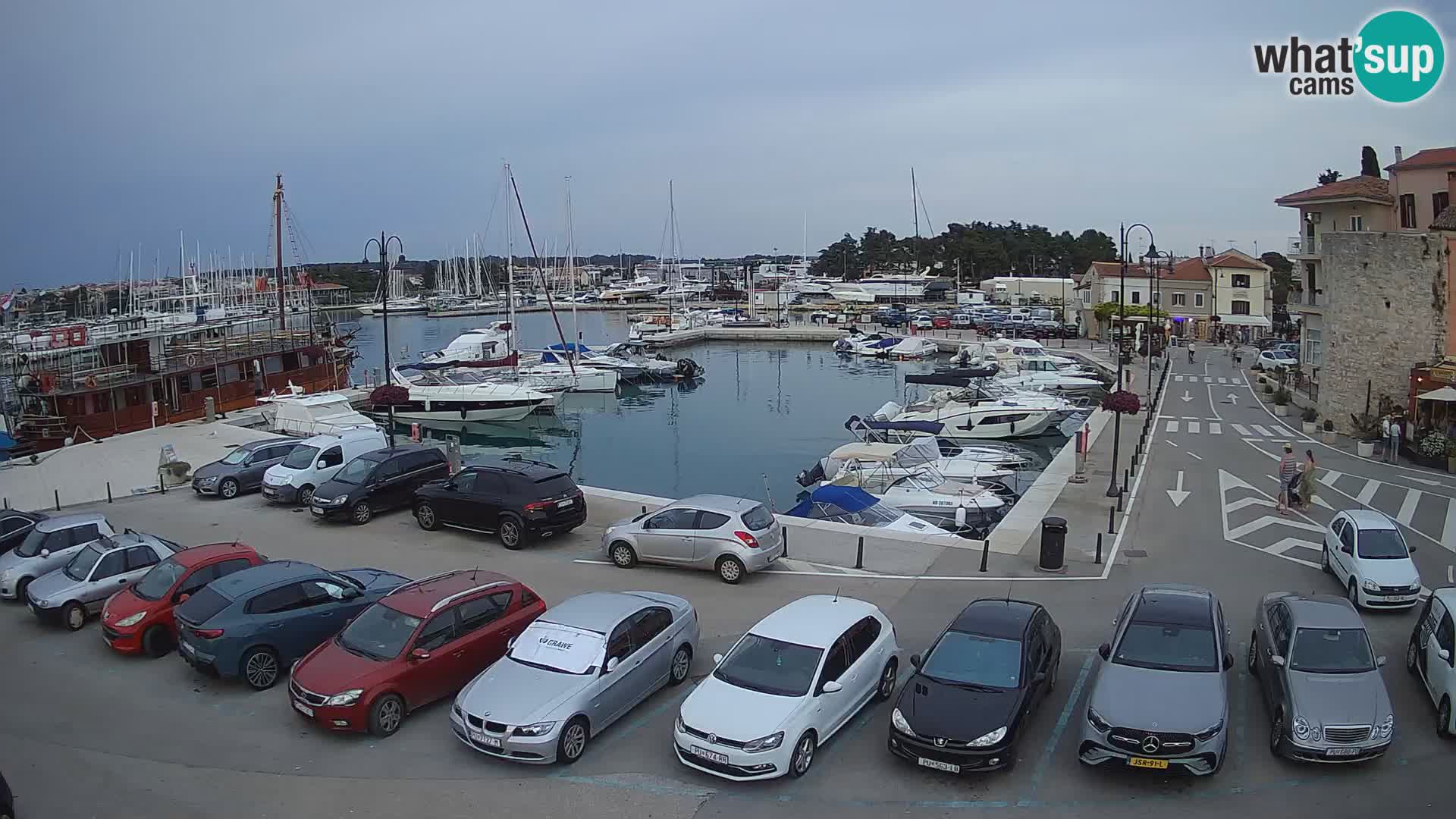 Novigrad | Porporela marina