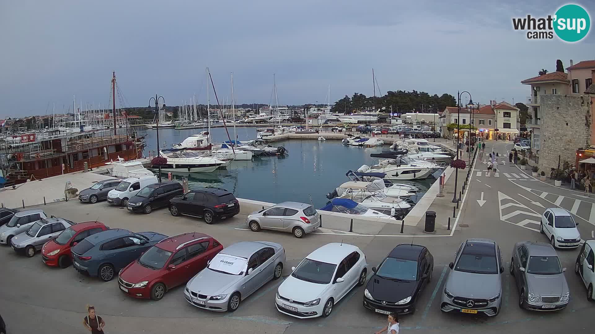Novigrad | Porporela marina