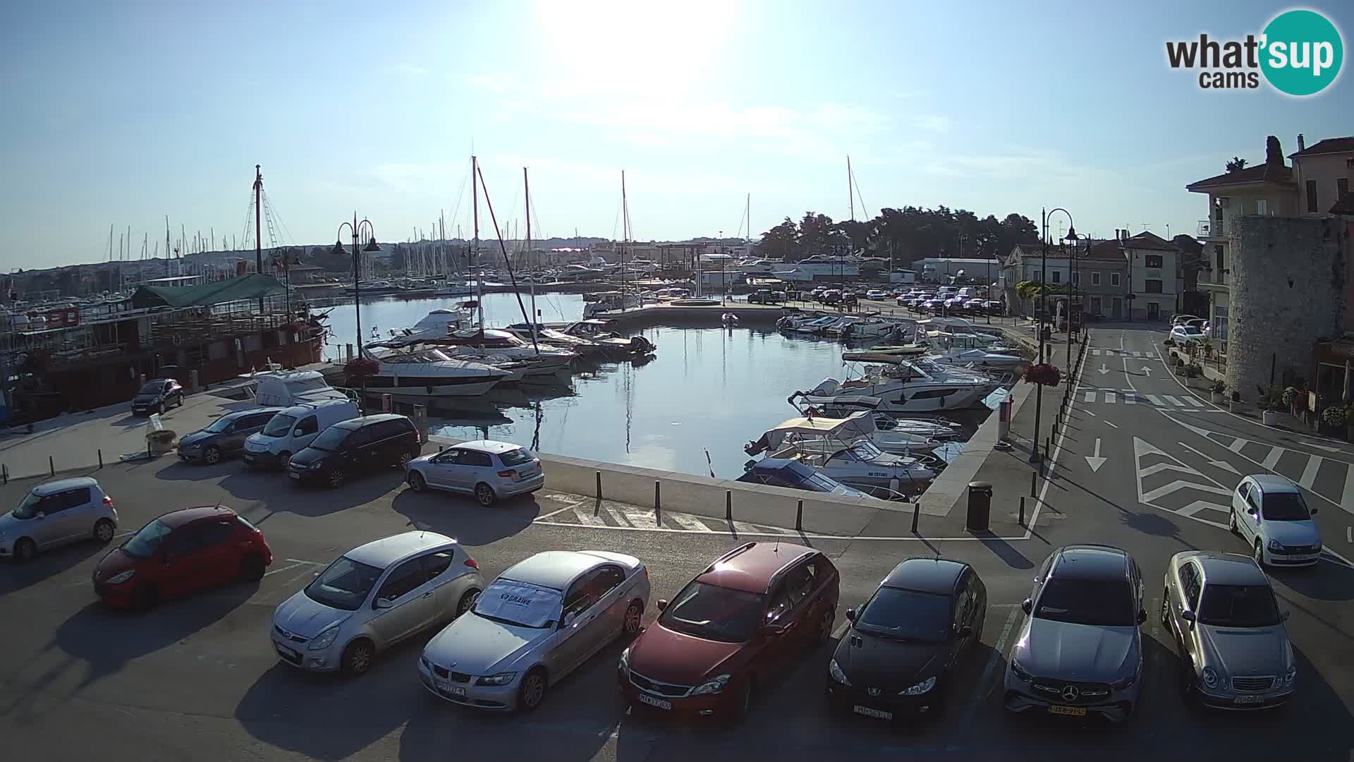 Novigrad | Porporela marina