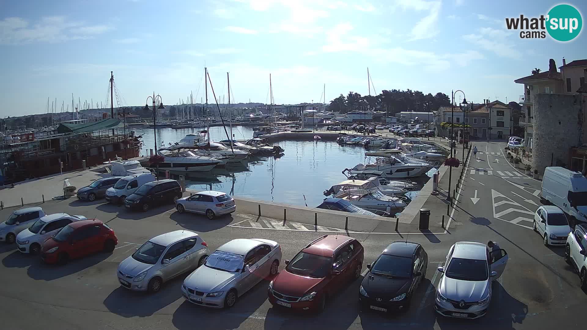 Novigrad | Porporela marina