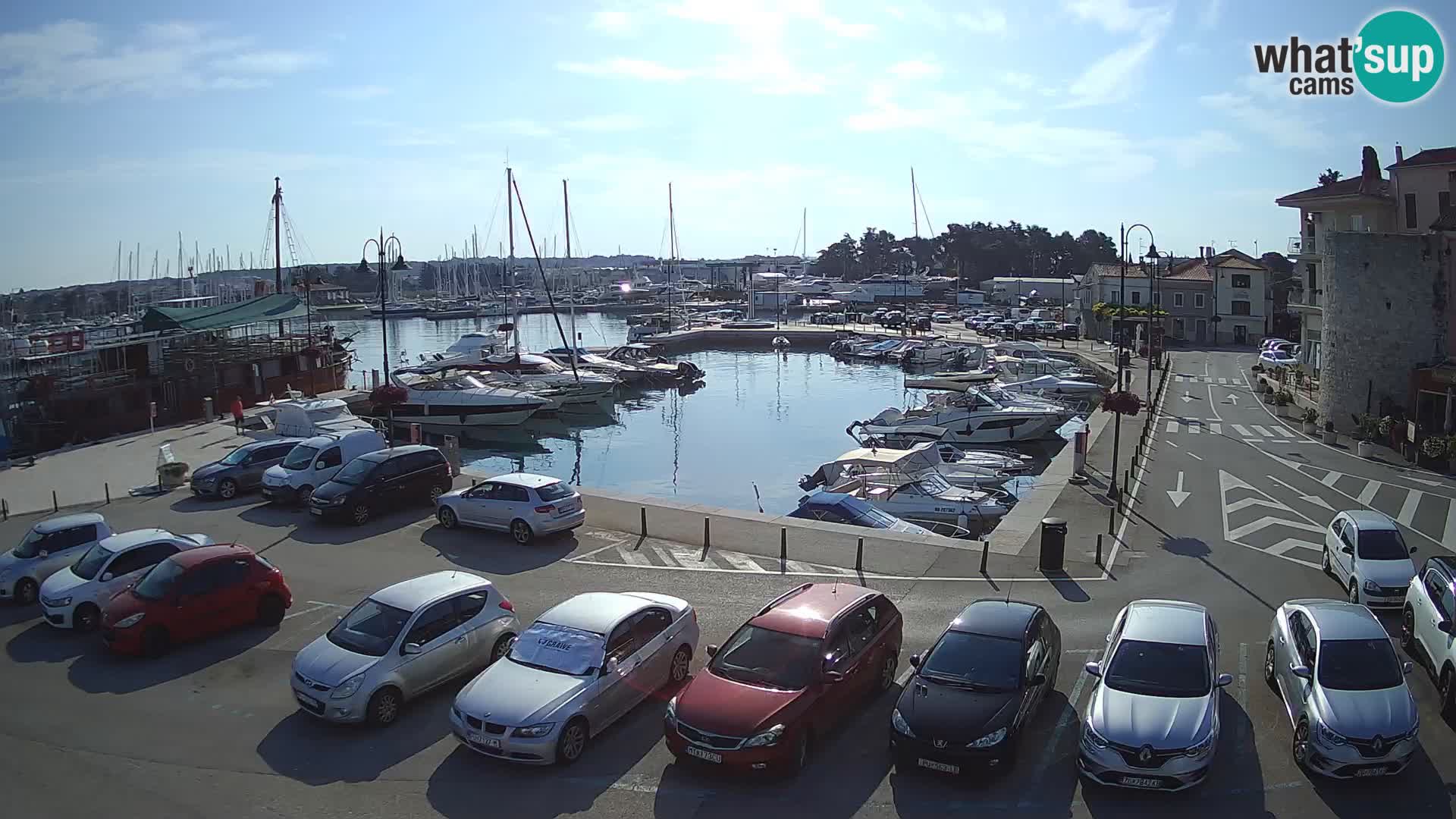 Novigrad | Porporela marina