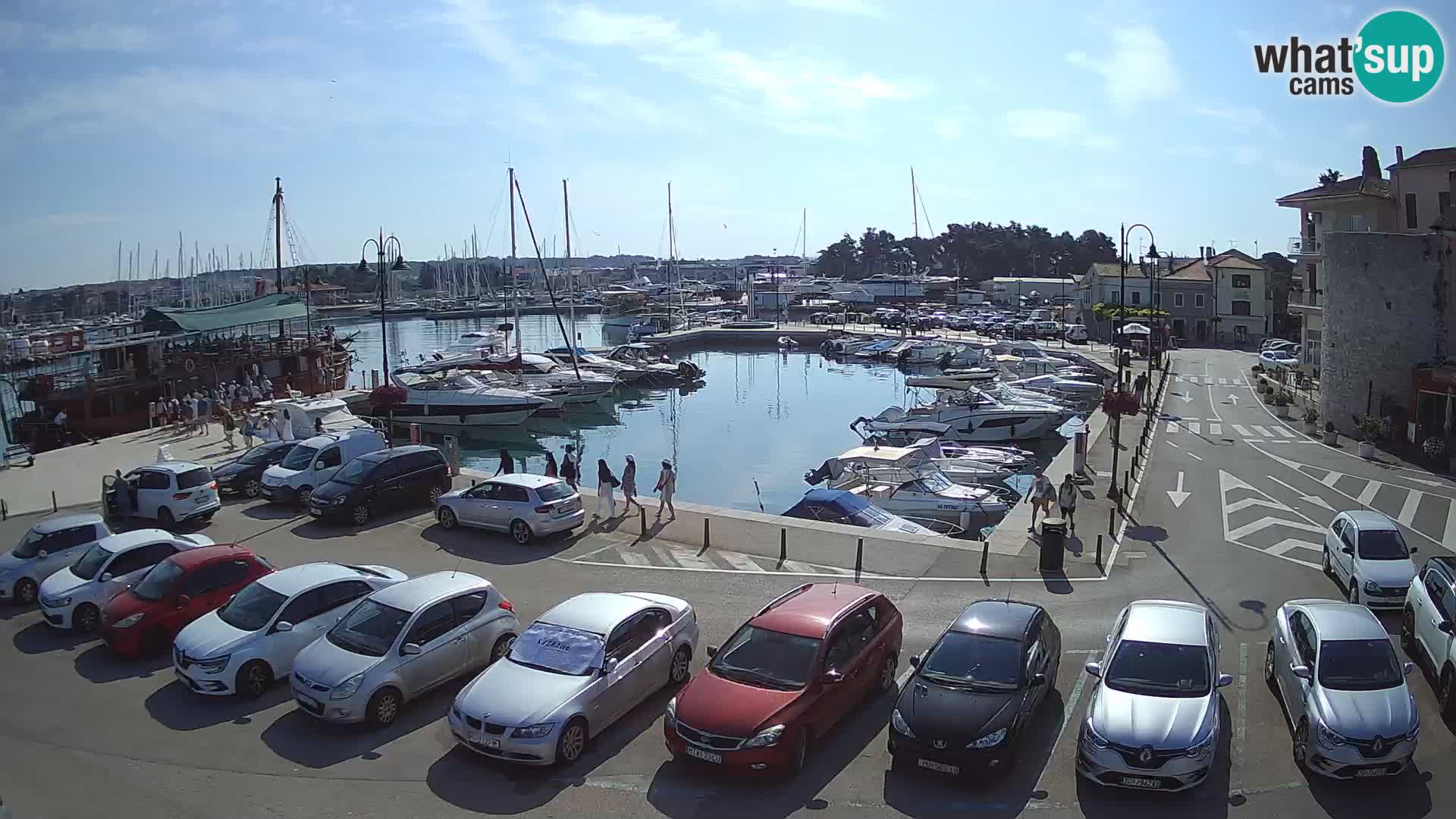 Novigrad | Porporela marina