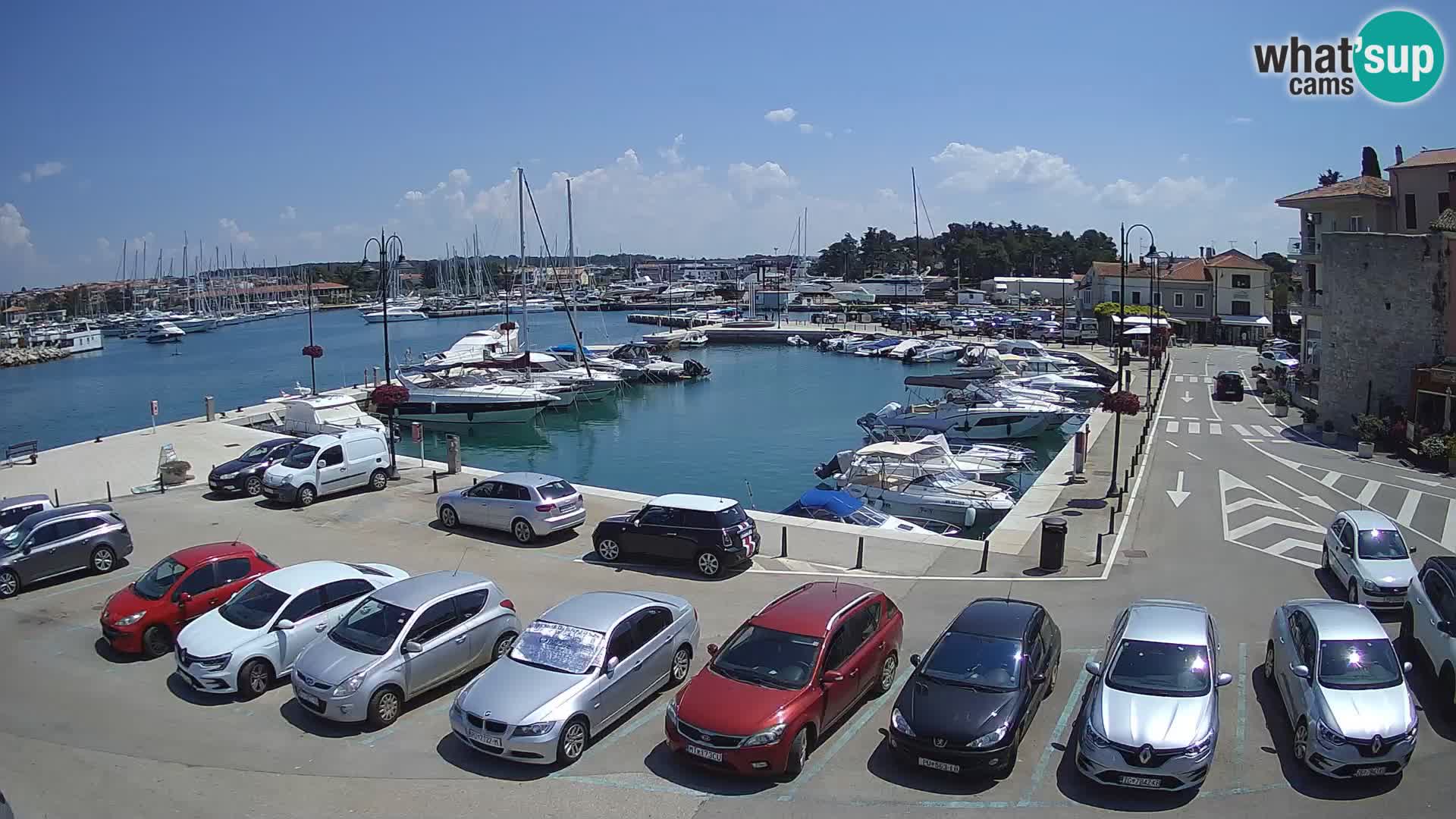 Novigrad | Porporela marina