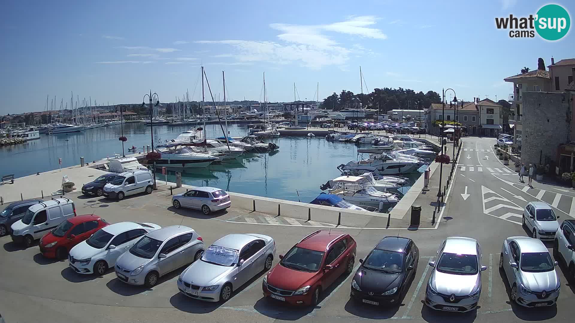 Novigrad | Porporela marina
