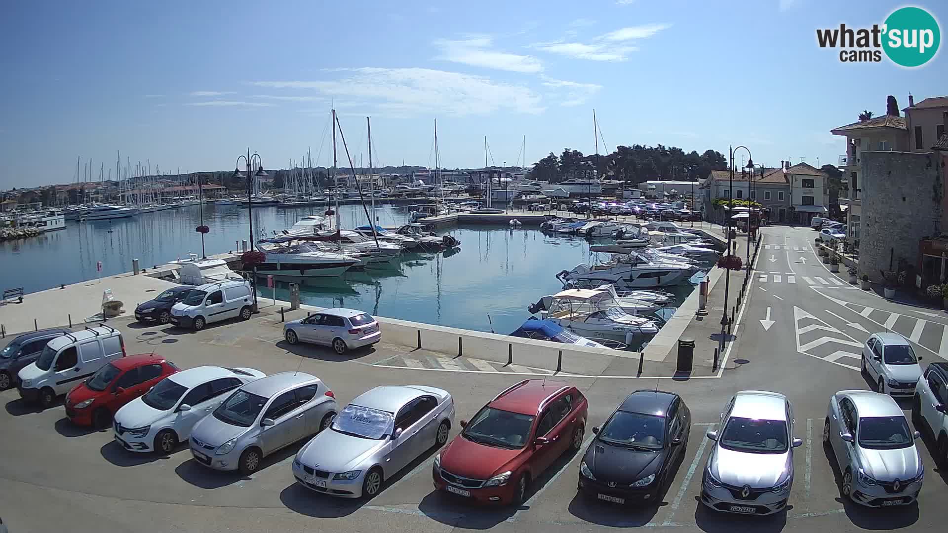 Novigrad | Porporela marina