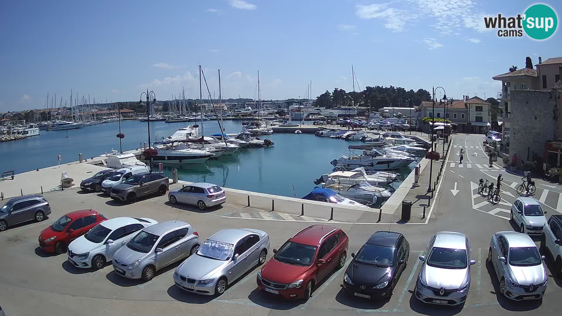 Novigrad | Porporela marina
