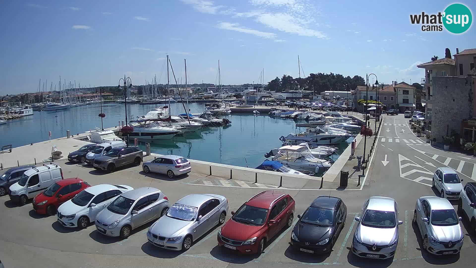 Novigrad | Porporela marina