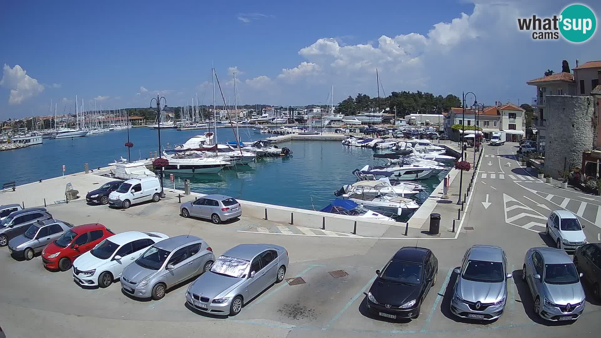 Novigrad | Porporela marina