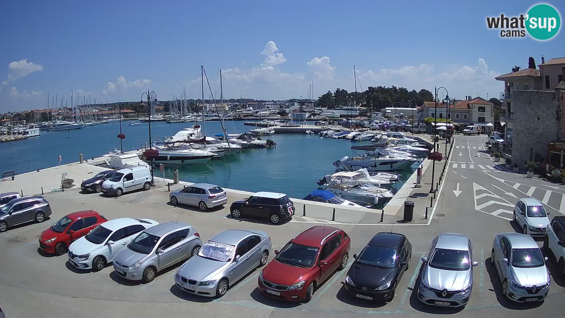 Novigrad | Porporela marina