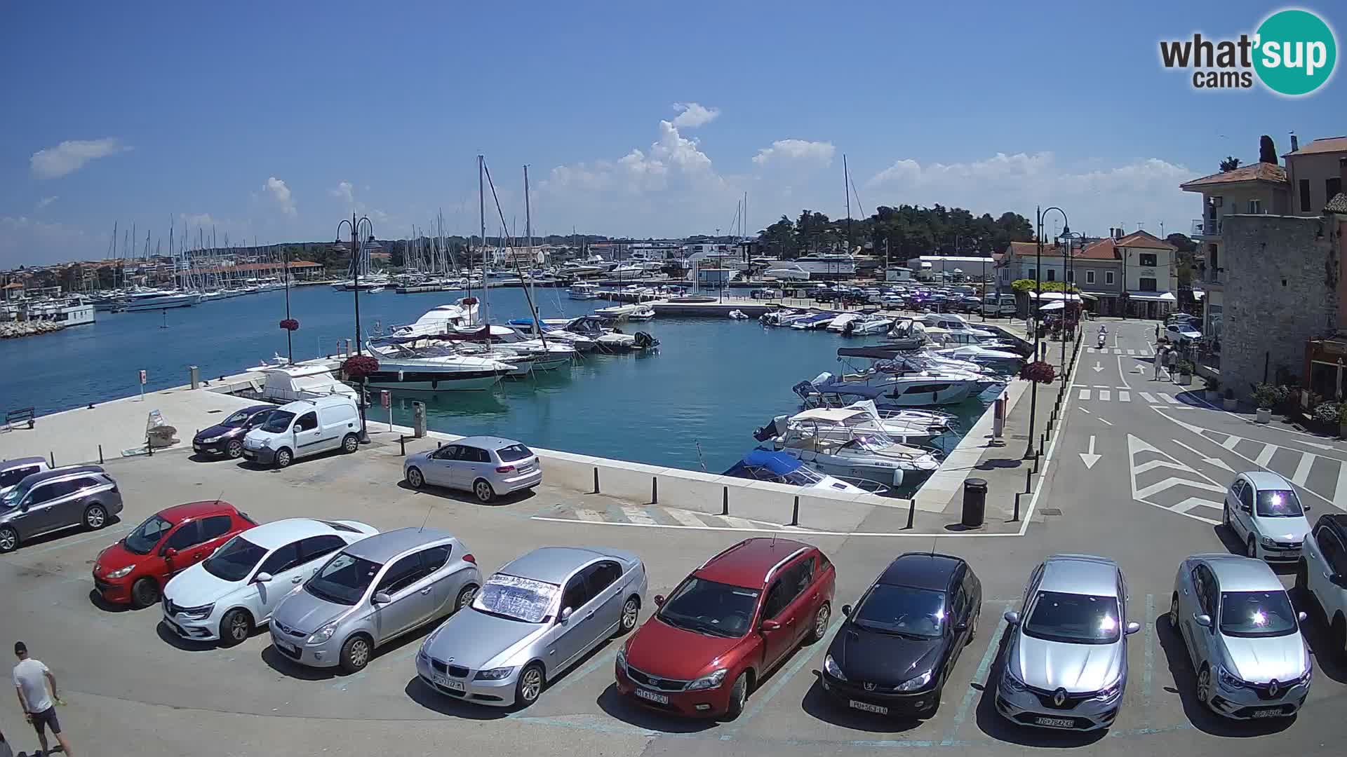 Novigrad | Porporela marina