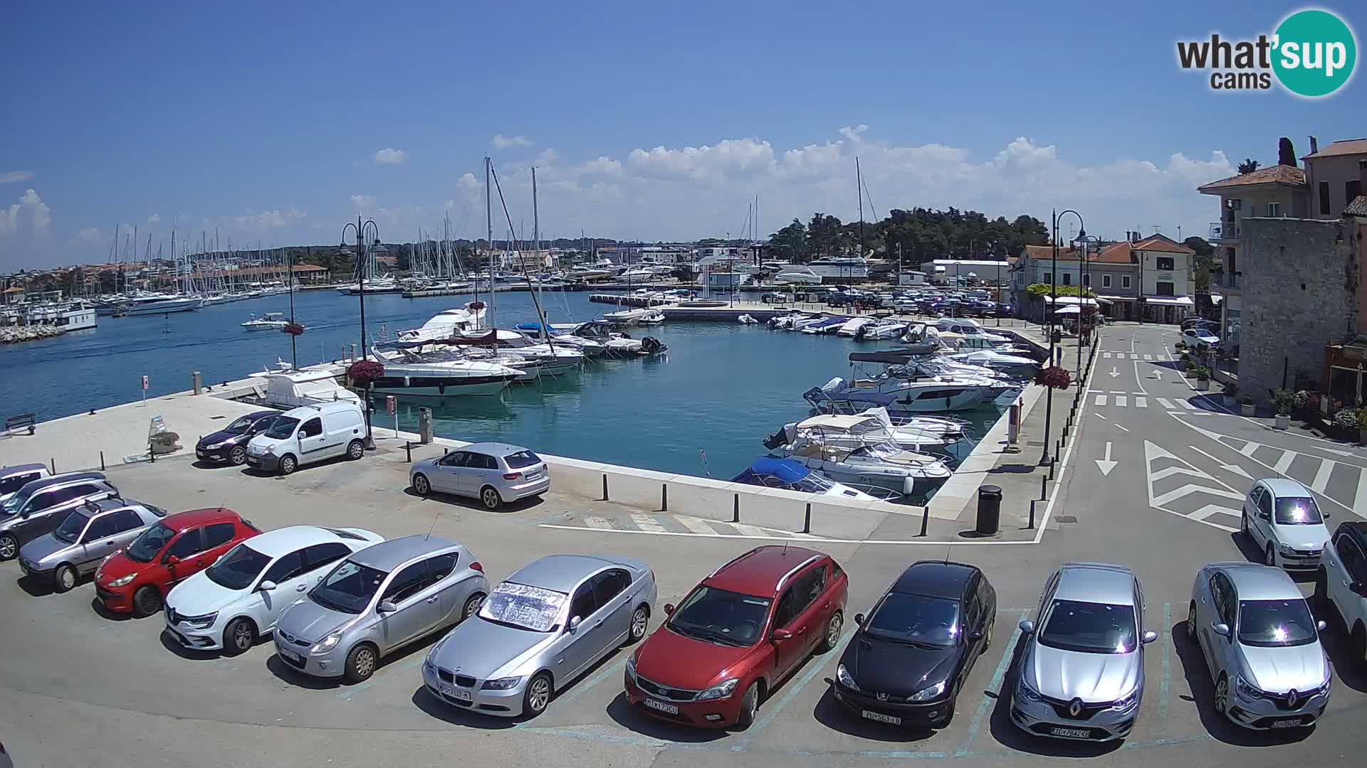 Novigrad | Porporela marina