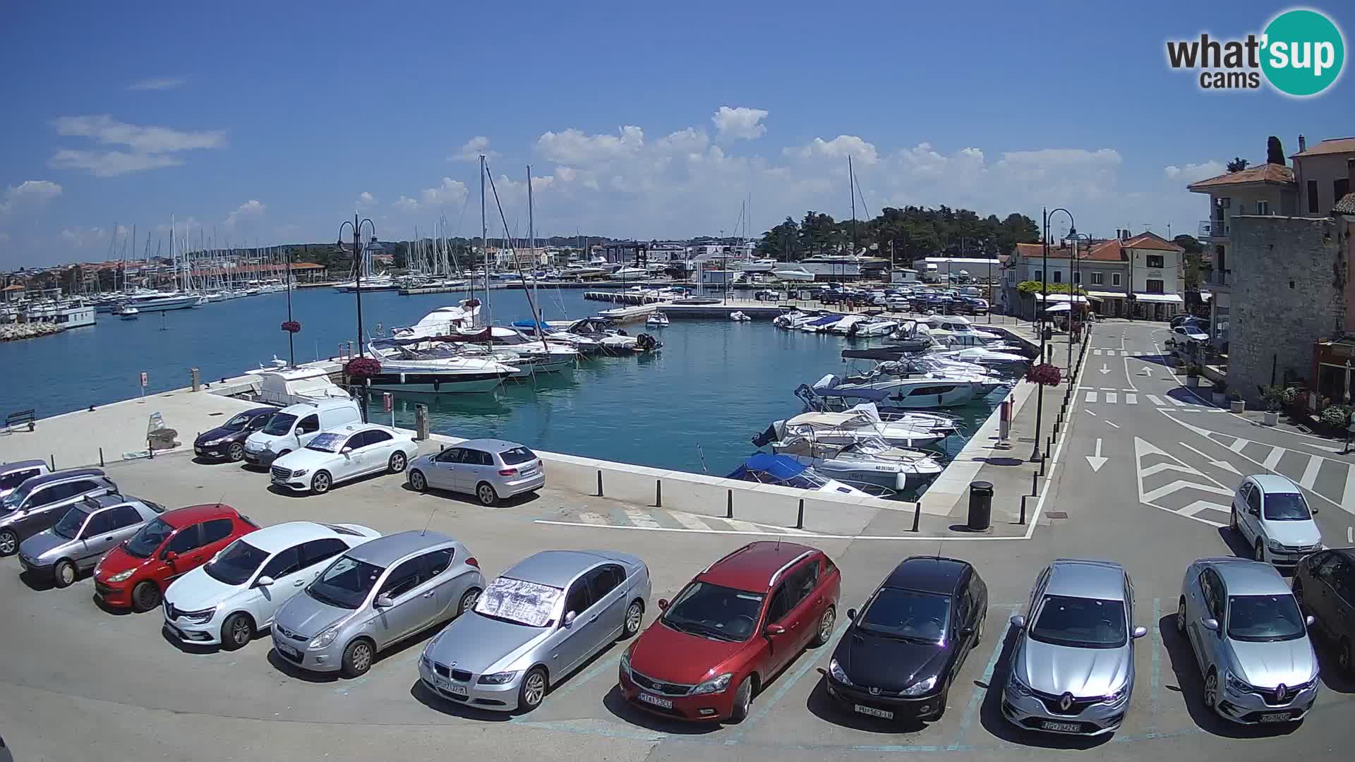 Novigrad | Porporela marina
