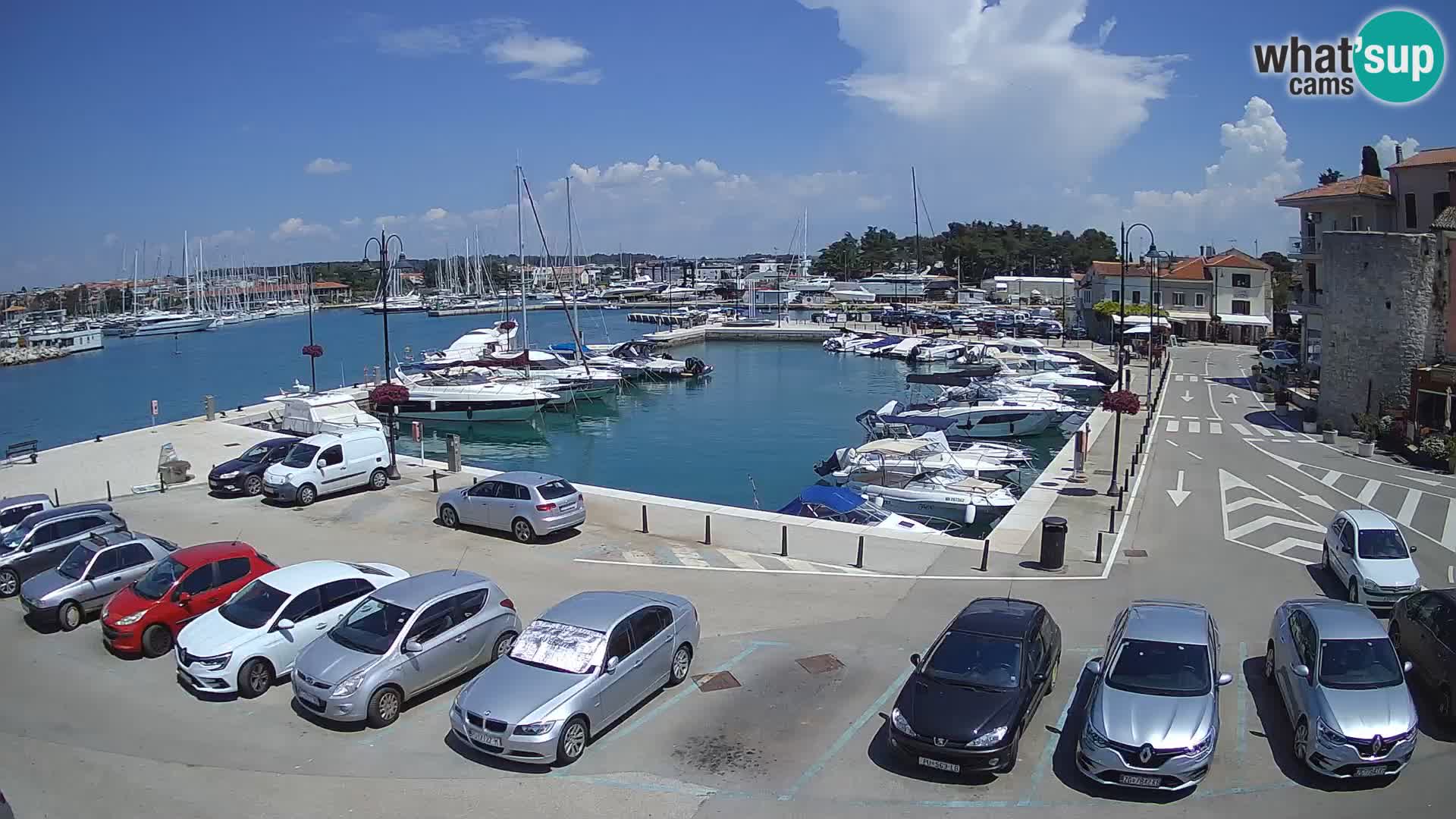 Novigrad | Porporela marina