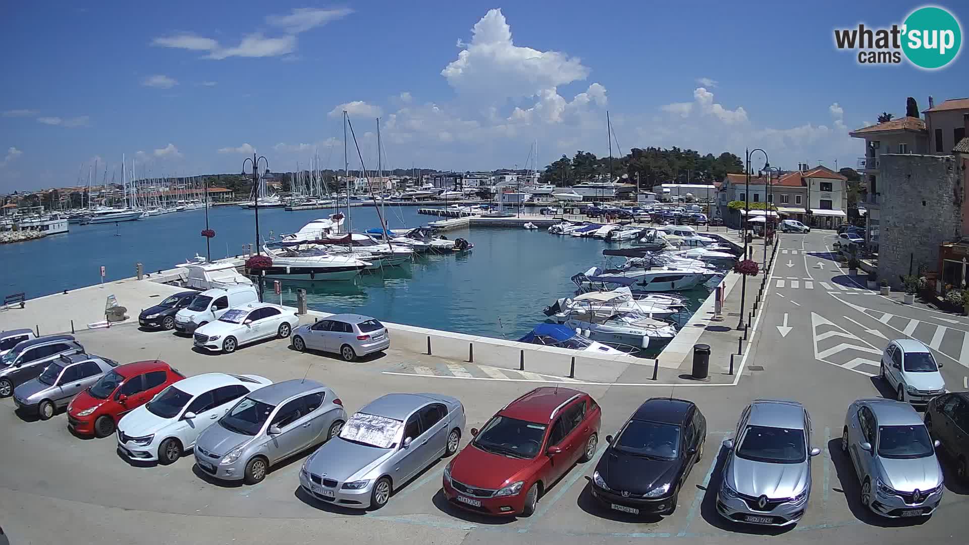 Novigrad | Porporela marina