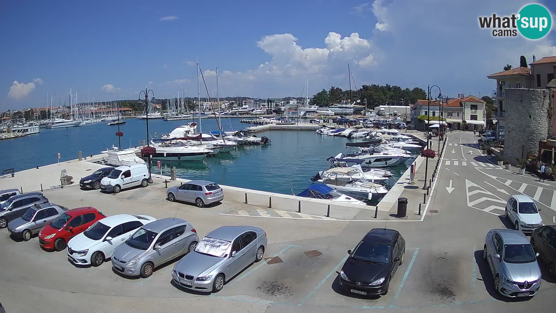 Novigrad | Porporela marina