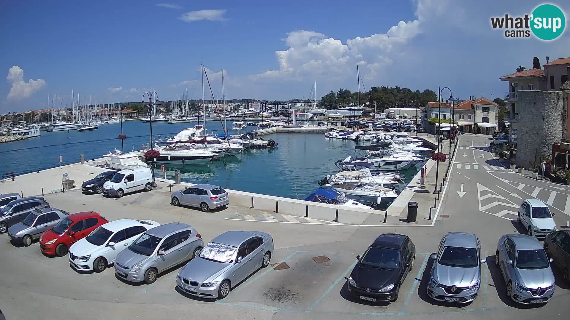 Novigrad | Porporela marina