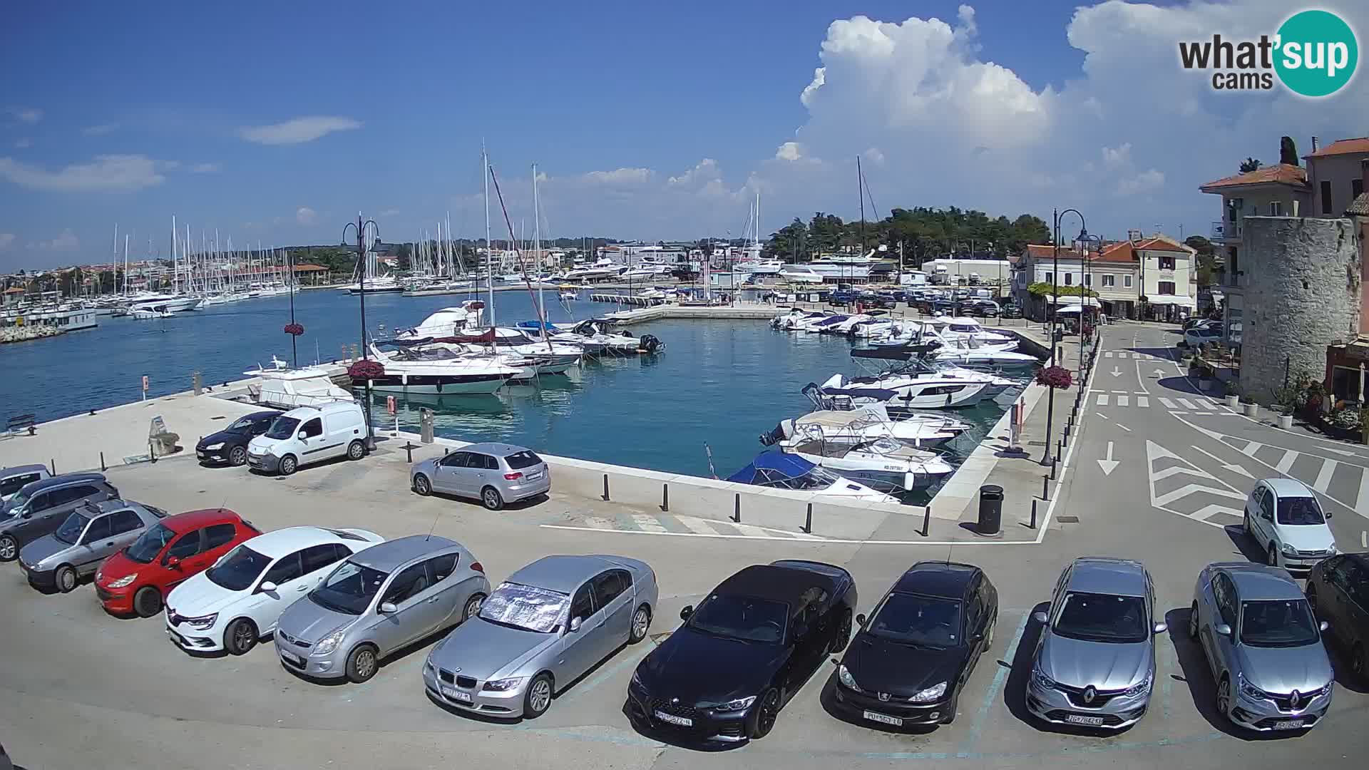 Novigrad | Porporela marina