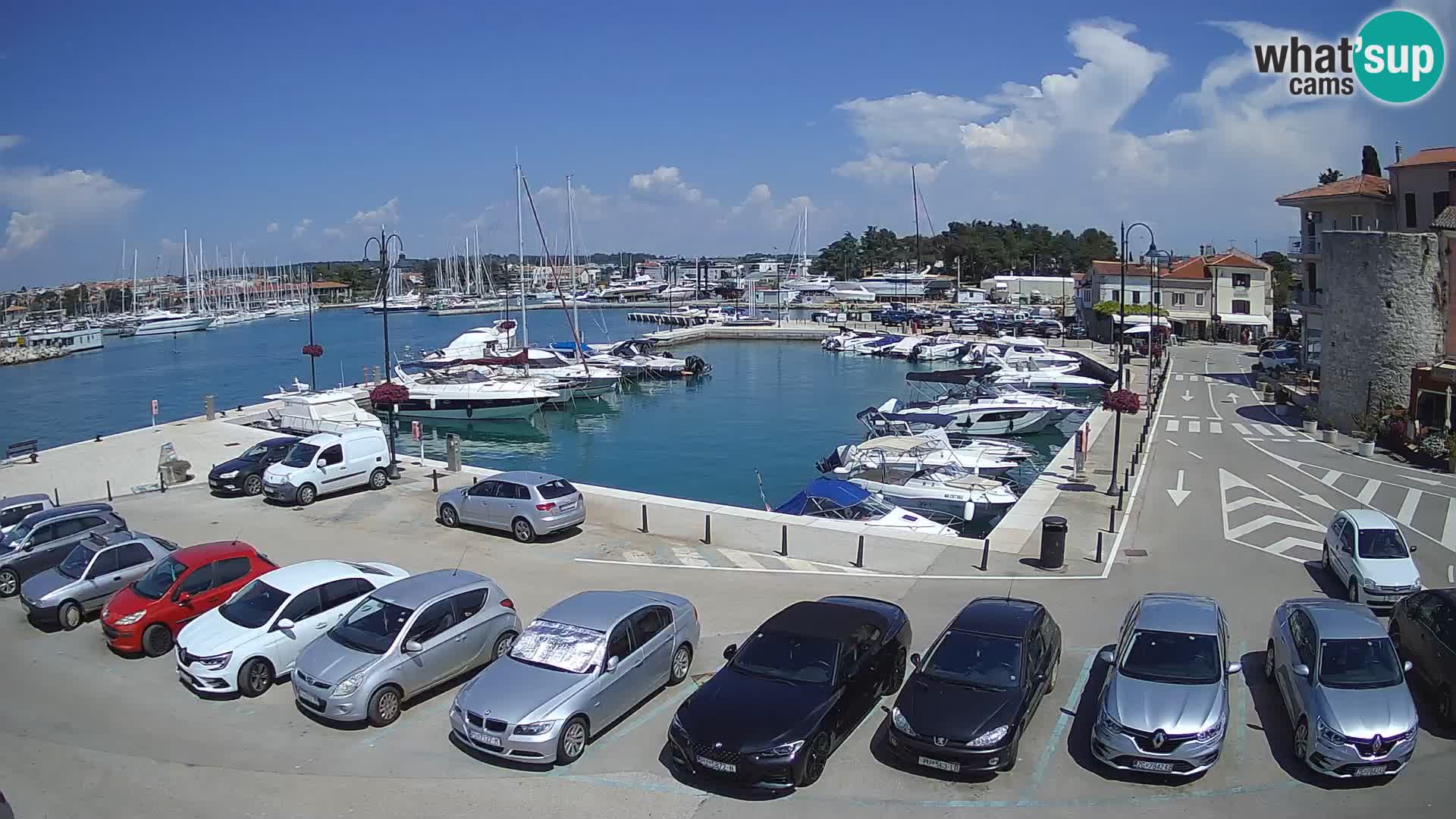 Novigrad | Porporela marina