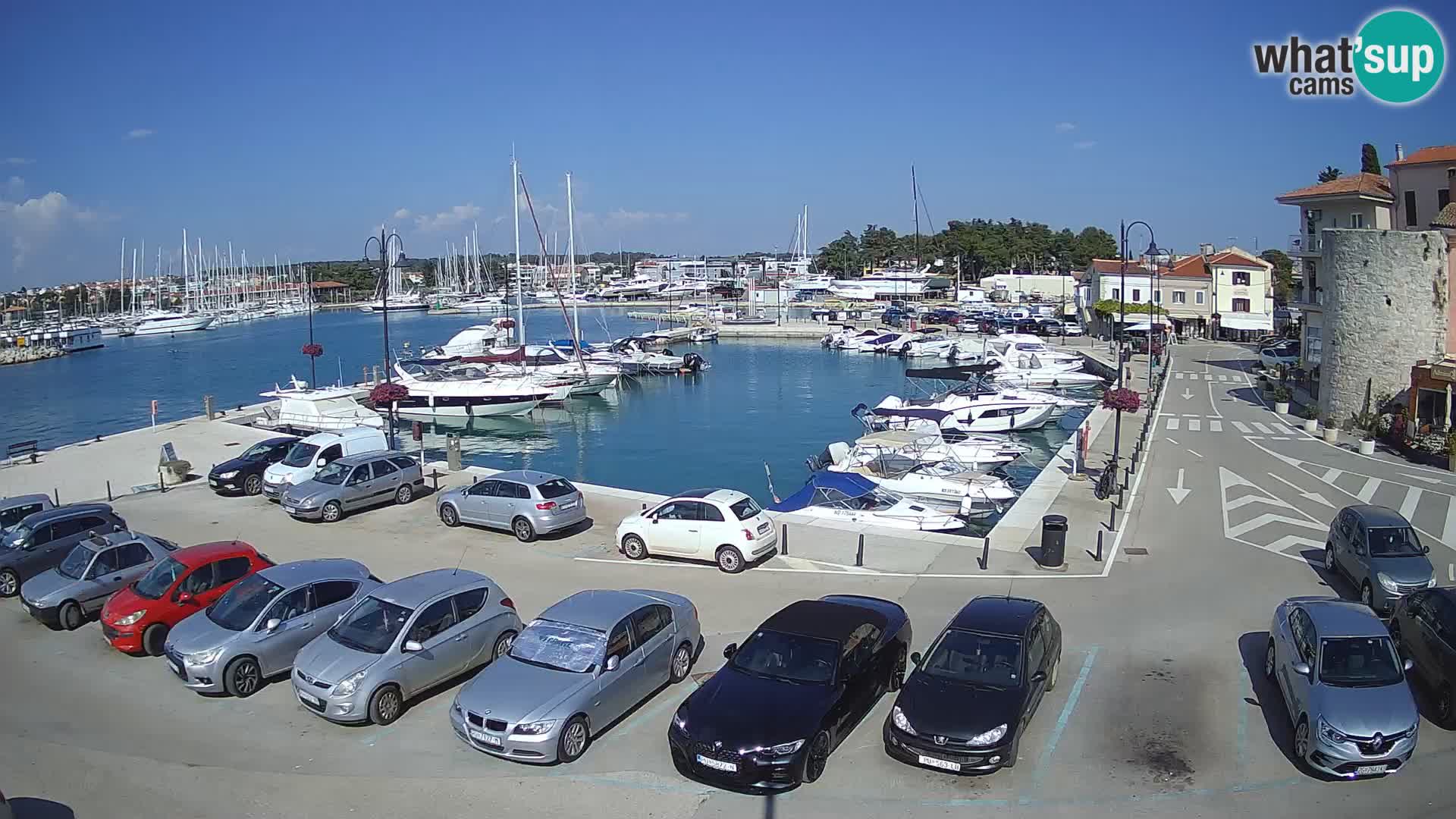 Novigrad | Porporela marina