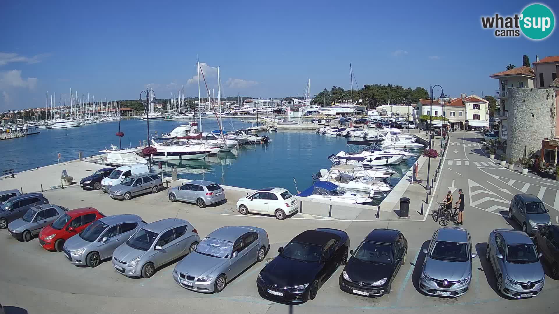 Novigrad | Porporela marina