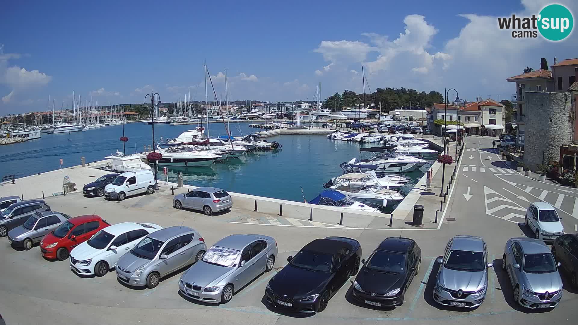 Novigrad | Porporela marina