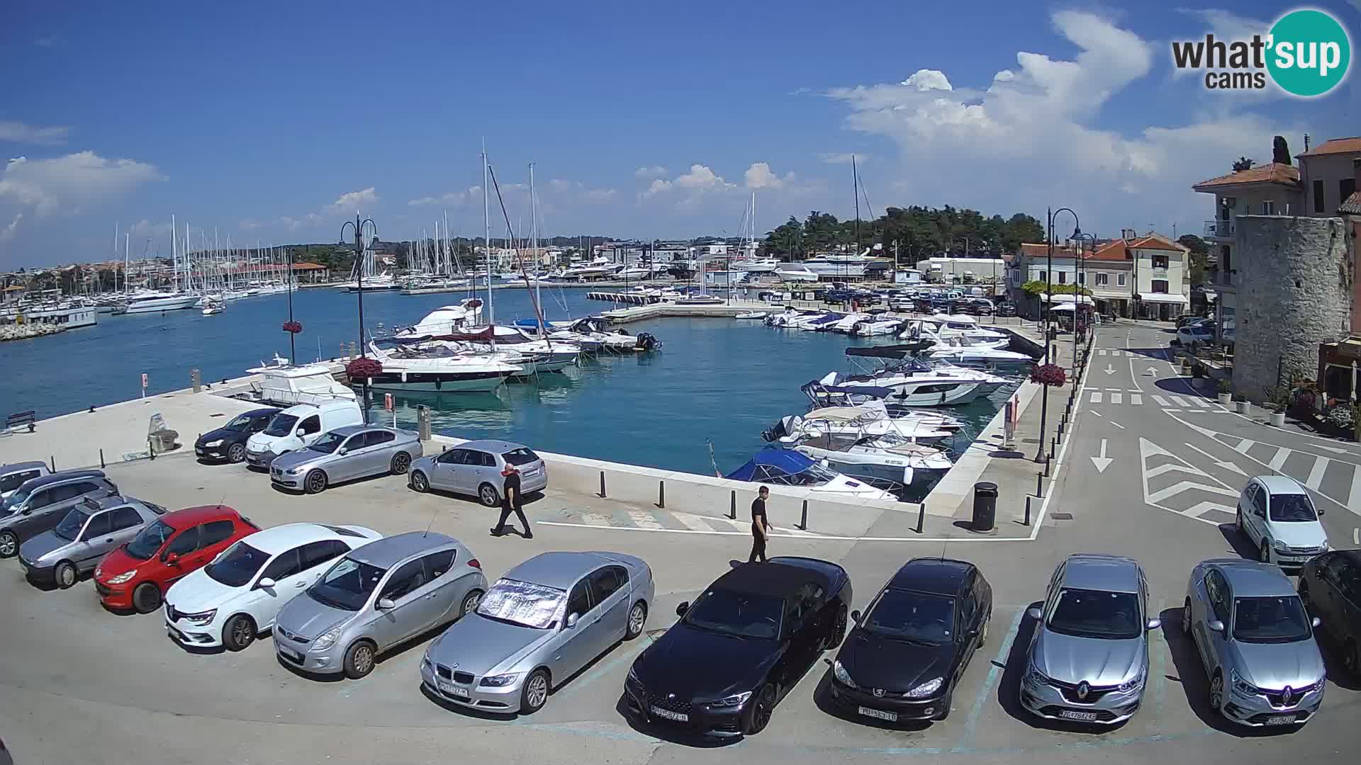 Novigrad | Porporela marina