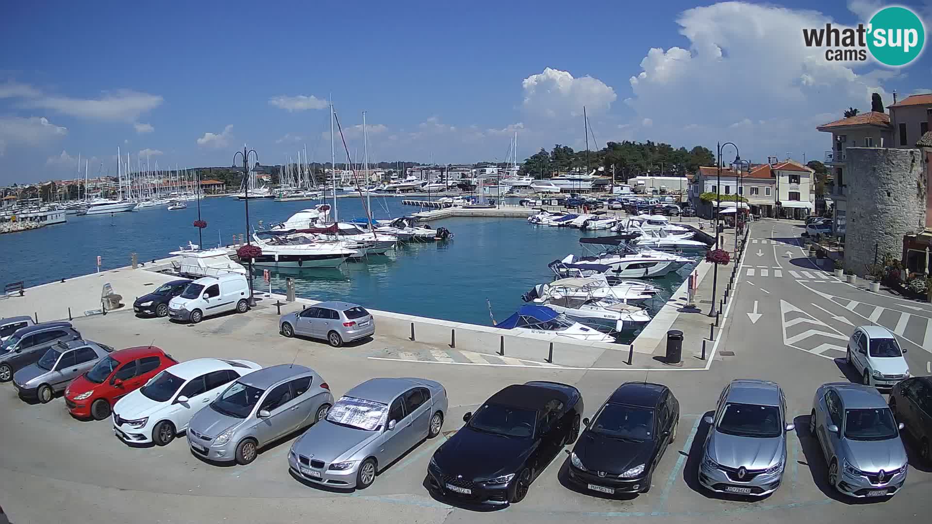 Novigrad | Porporela marina