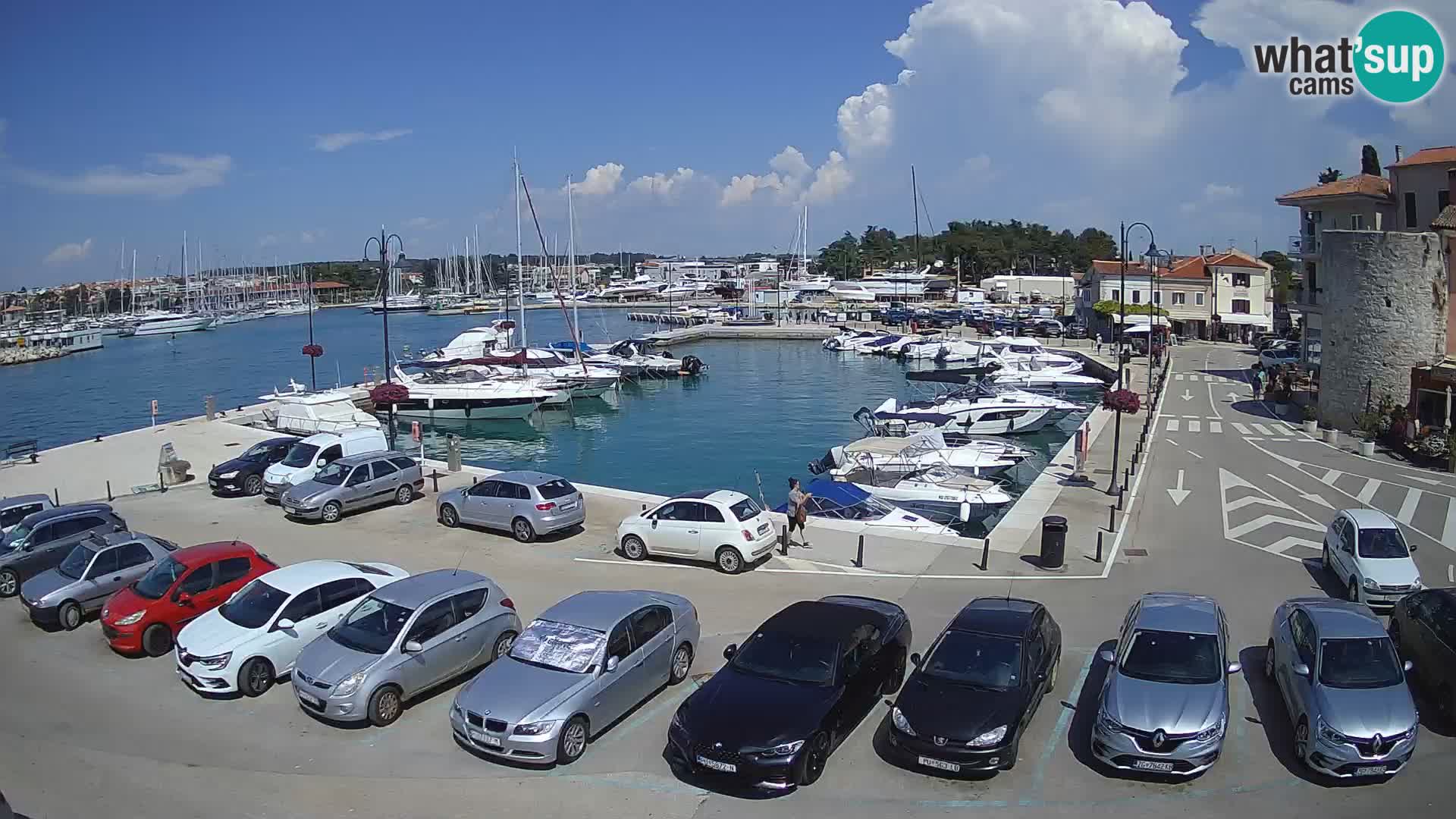 Novigrad | Porporela marina
