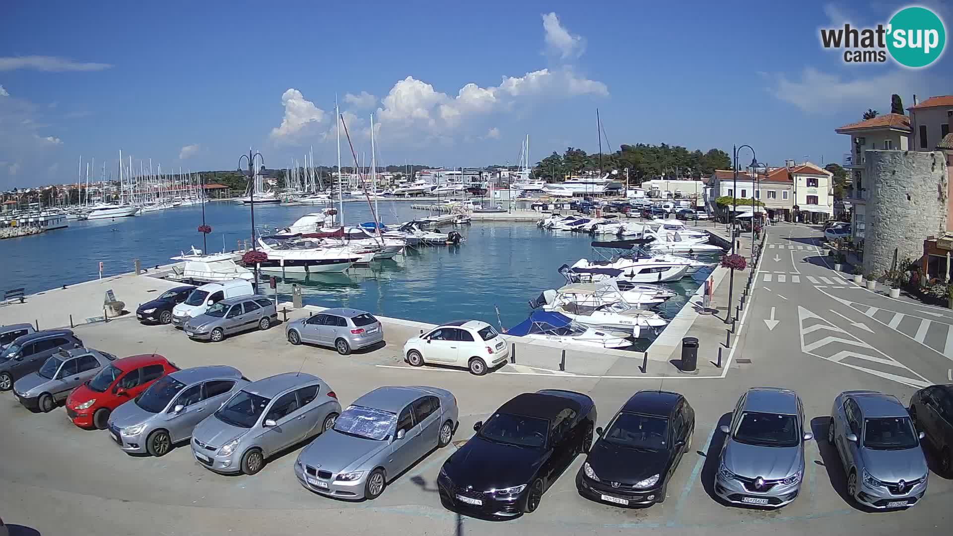 Novigrad | Porporela marina