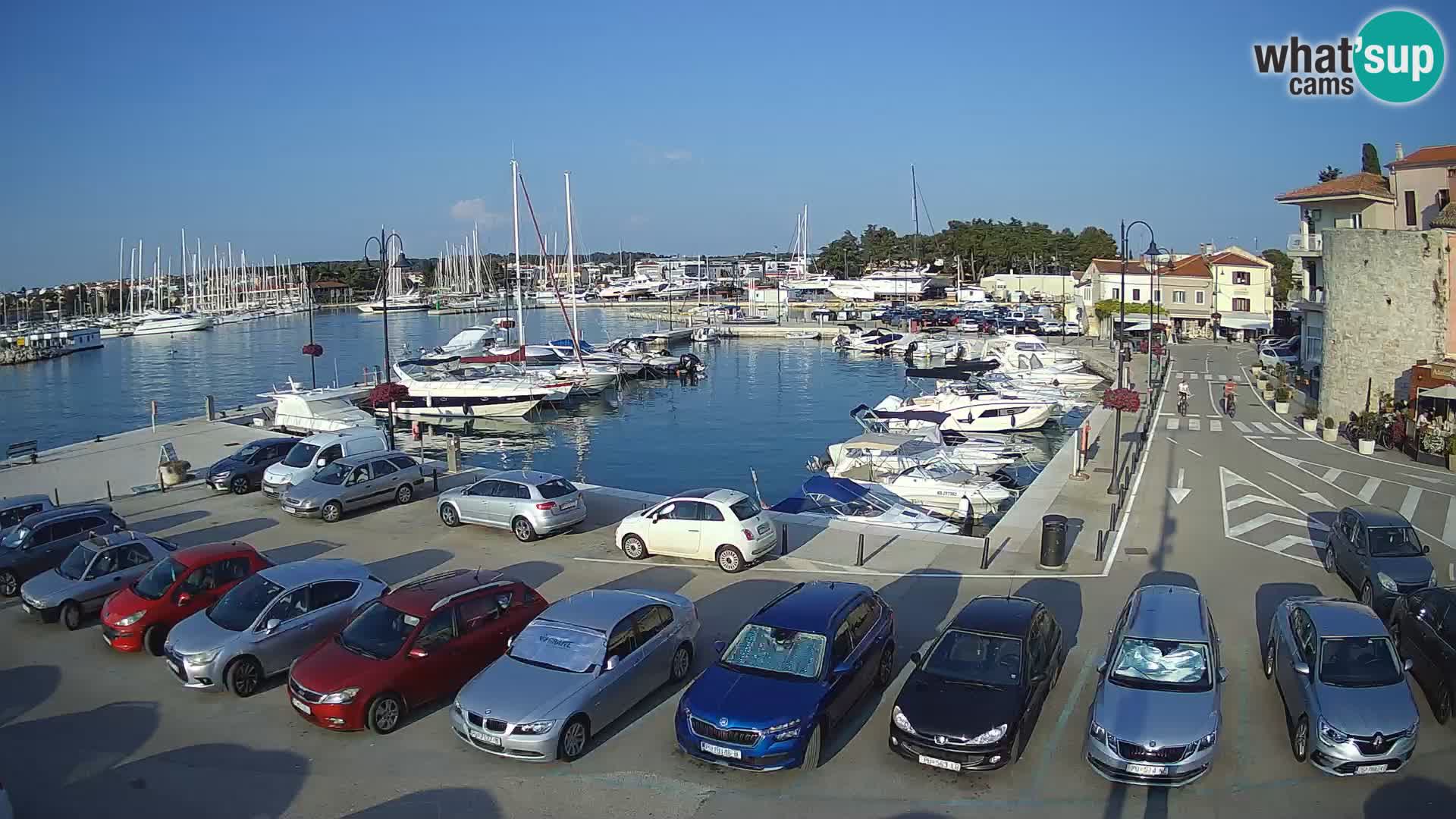 Novigrad | Porporela marina
