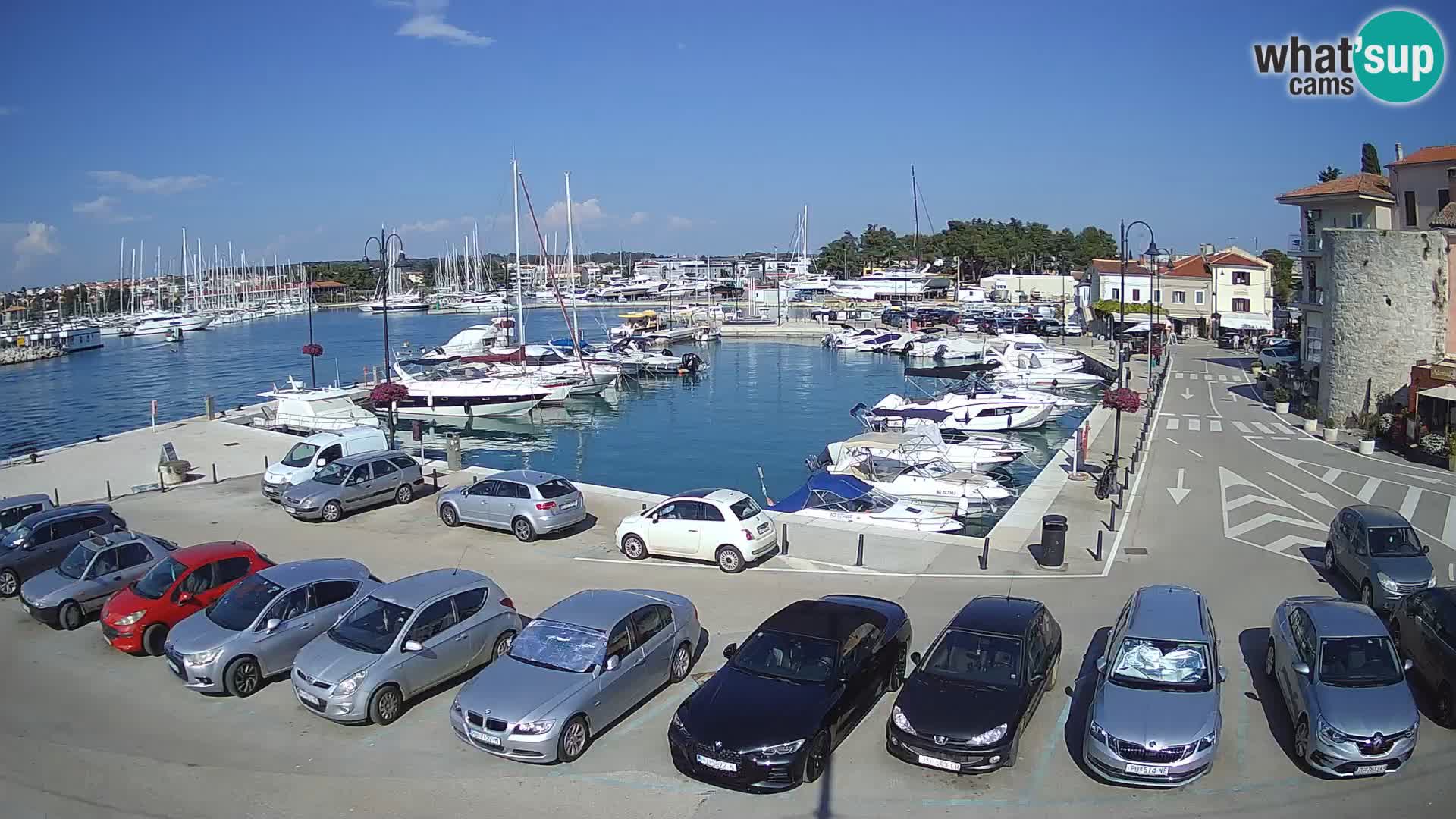 Novigrad | Porporela marina