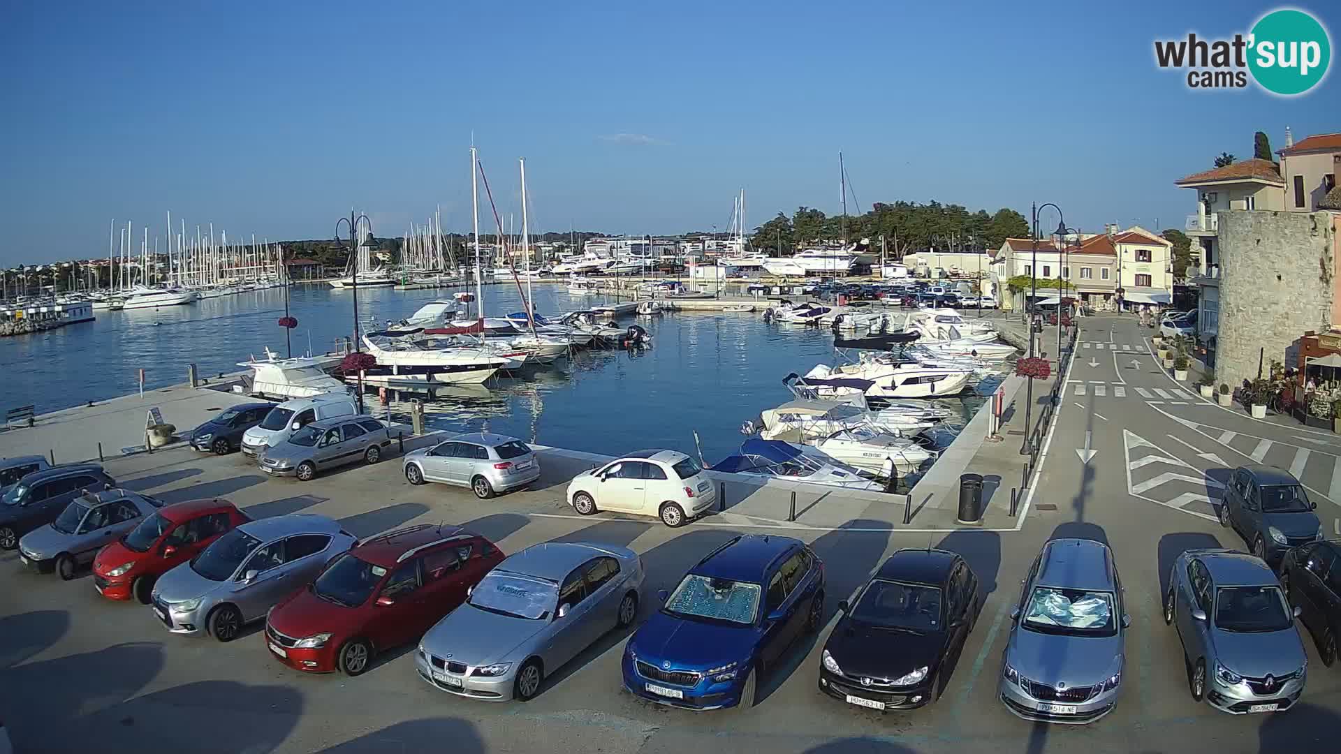 Novigrad | Porporela marina