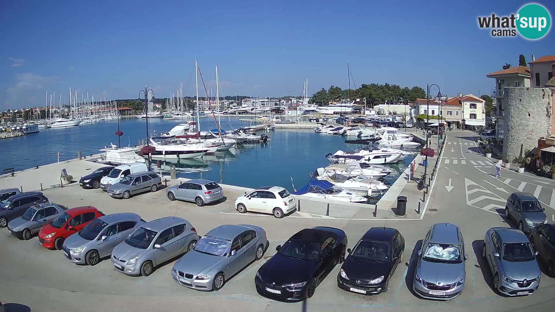 Novigrad | Porporela marina