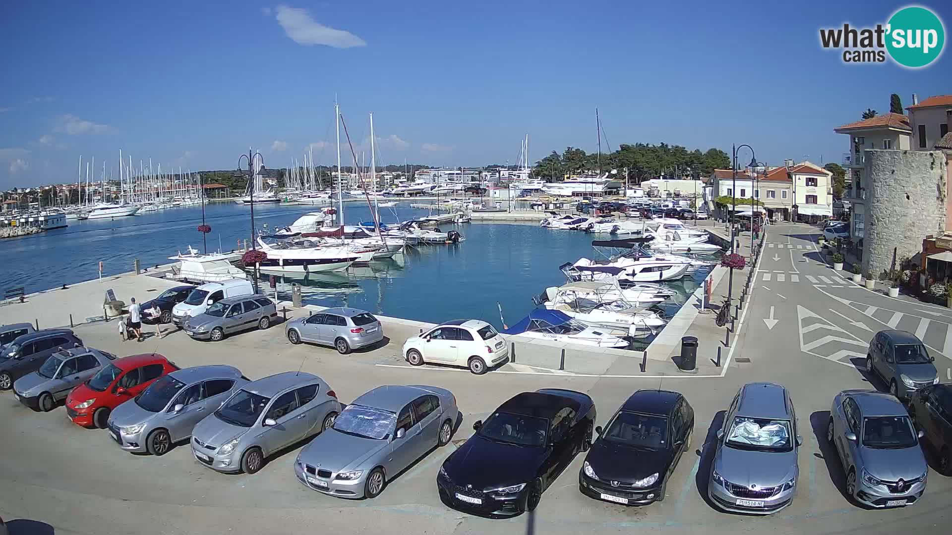 Novigrad | Porporela marina
