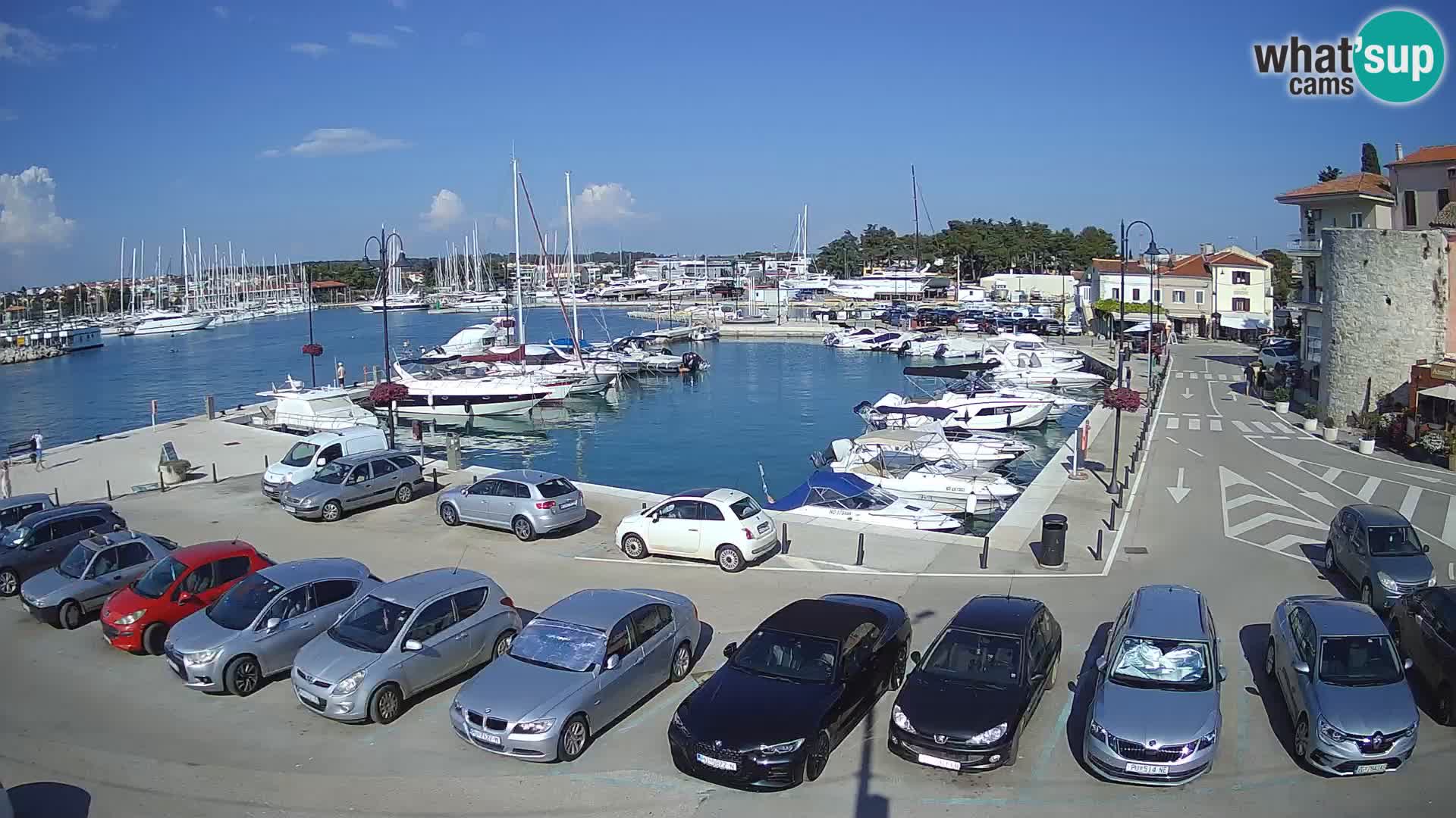 Novigrad | Porporela marina